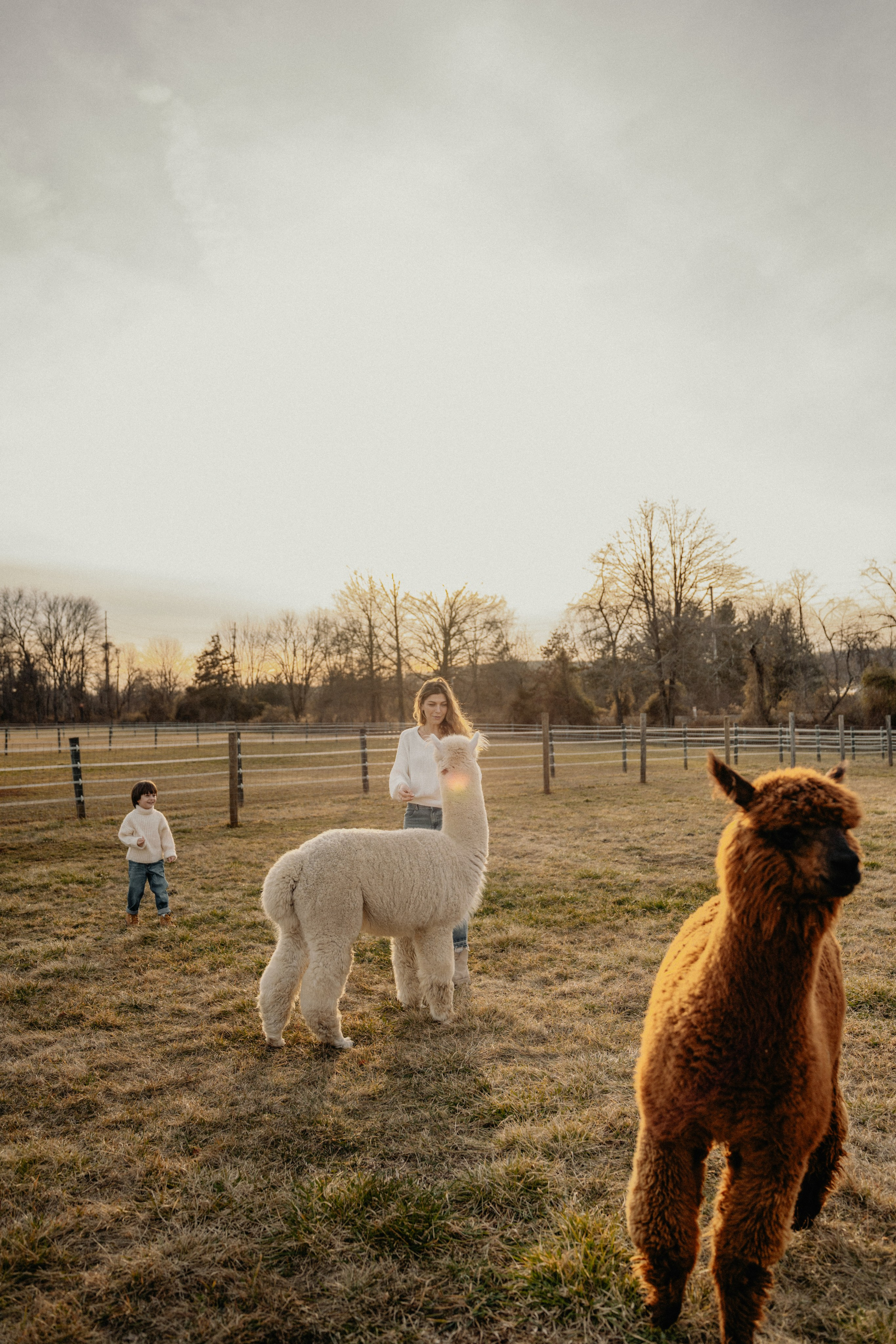 Unique Family Photography at an Alpaca Farm – Fun & Playful. Alisa Tant — Family and newborn photographer Bucks County, Montgomery county, Philadelphia, NJ