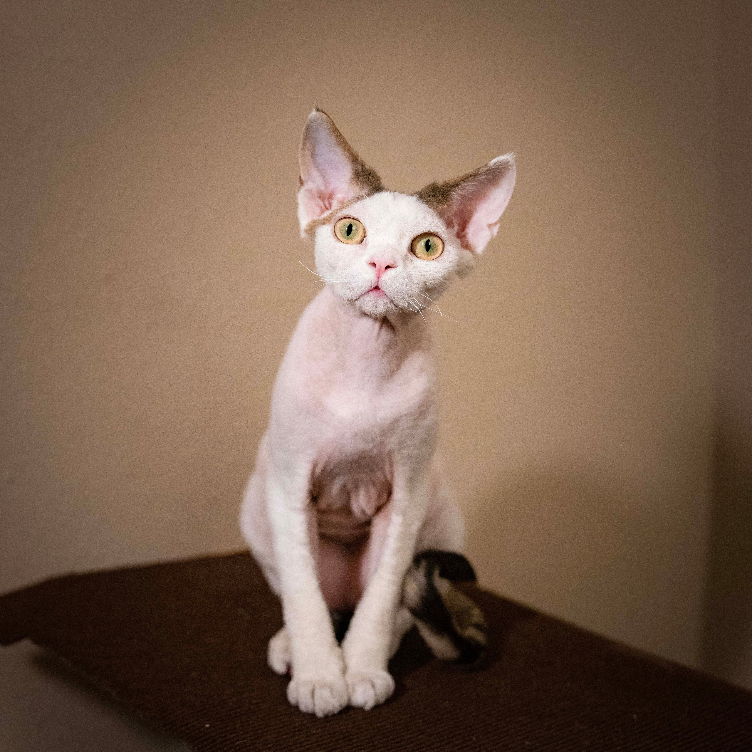 Oscar, boy, born 04.15.2025. Devon Rex Pixie Cattery