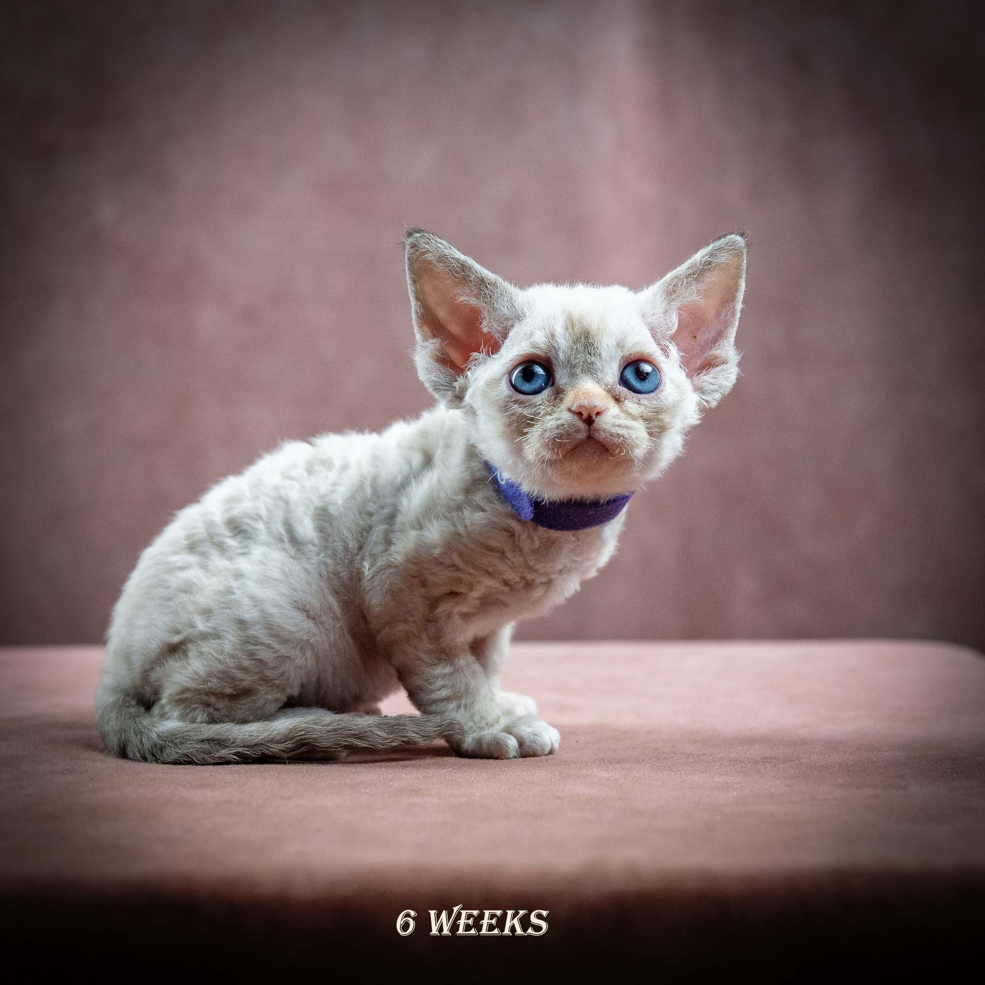 Iris, girl, born 06.01.2025. Devon Rex Pixie Cattery