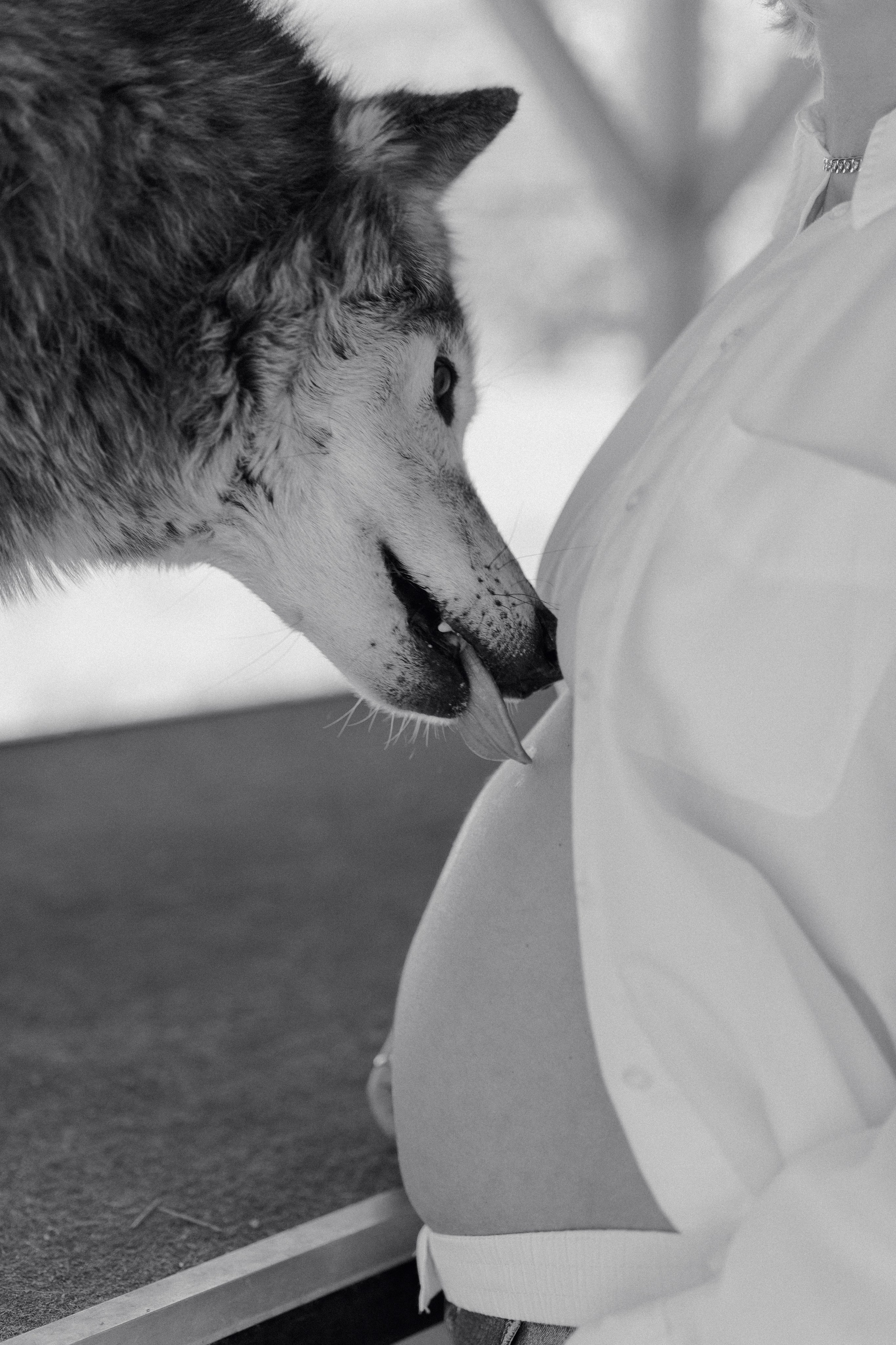 Wild Grace. Pregnancy shoot with Wolf. Portrait, family, maternity & wedding photography & videography in SoCal Kseni Vibe