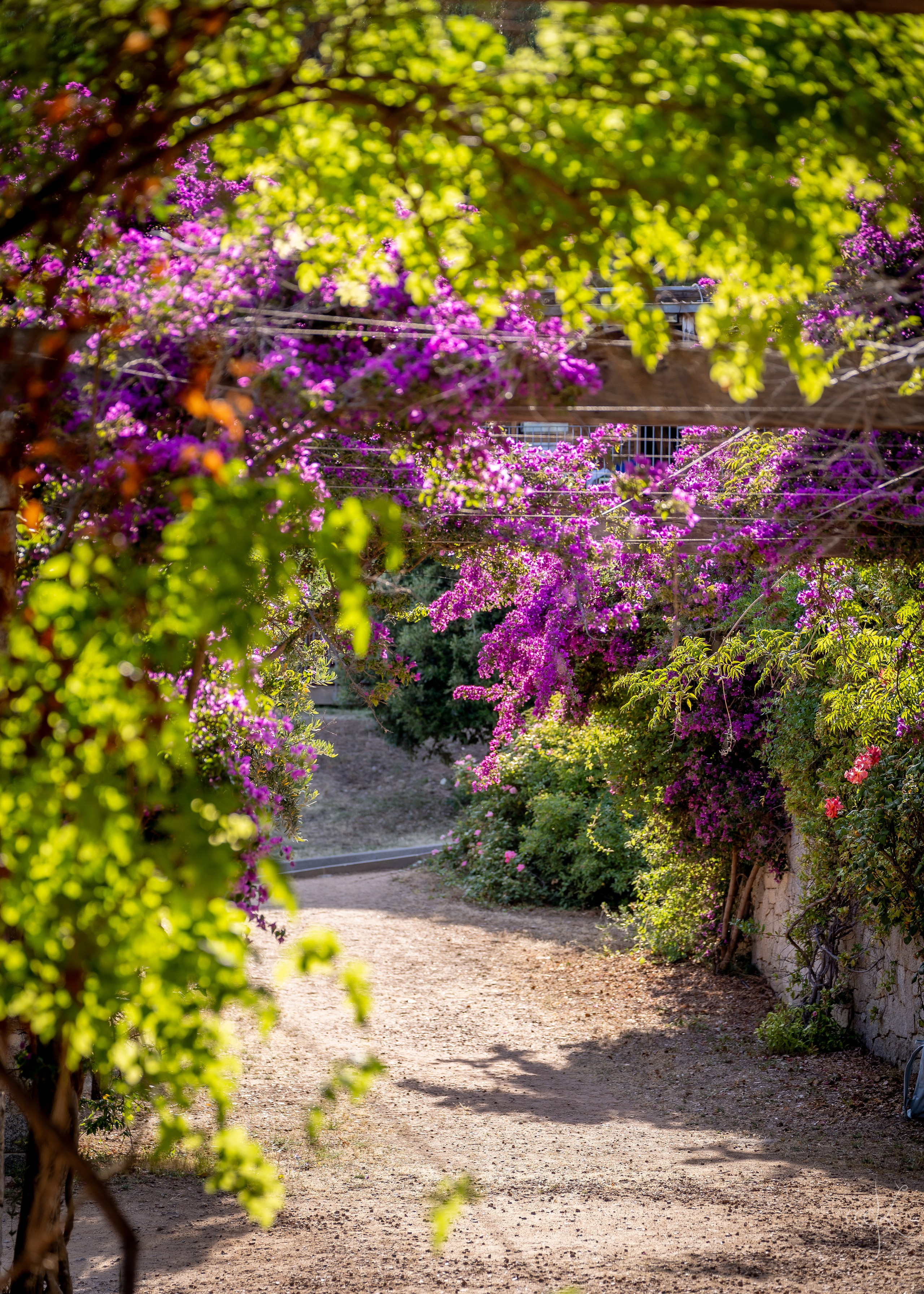 FLOWTIME: the 6th Cargèse summer school. Expect Miracles Photography by Kate & Andrew