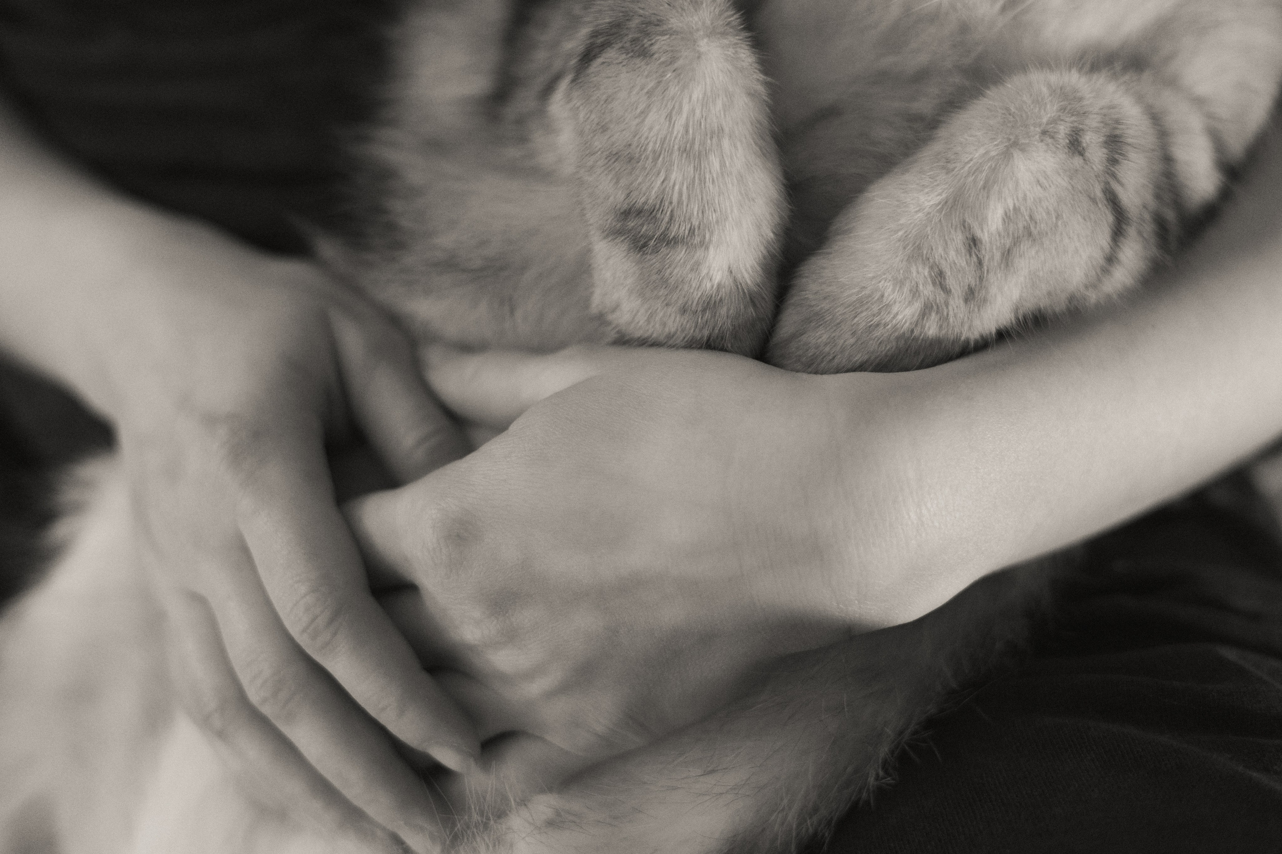 Алиса в стране чудес (съемка дома). Фотограф в Стамбуле | Zlata Zengin