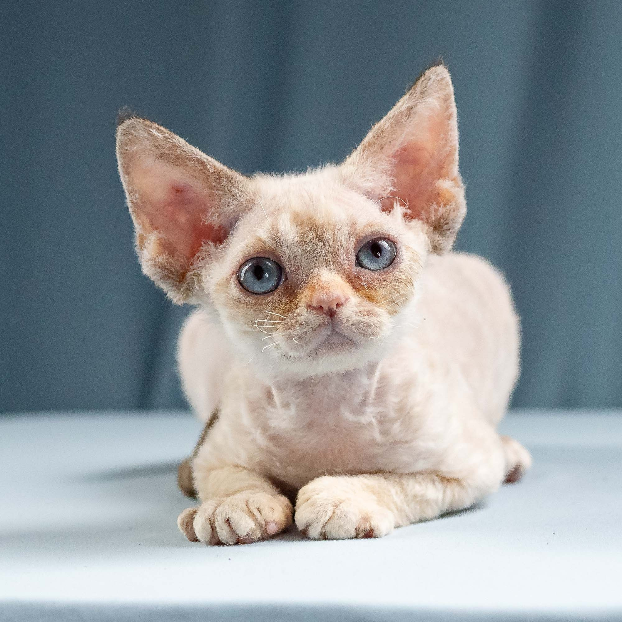 Iris, girl, born 06.01.2025. Devon Rex Pixie Cattery