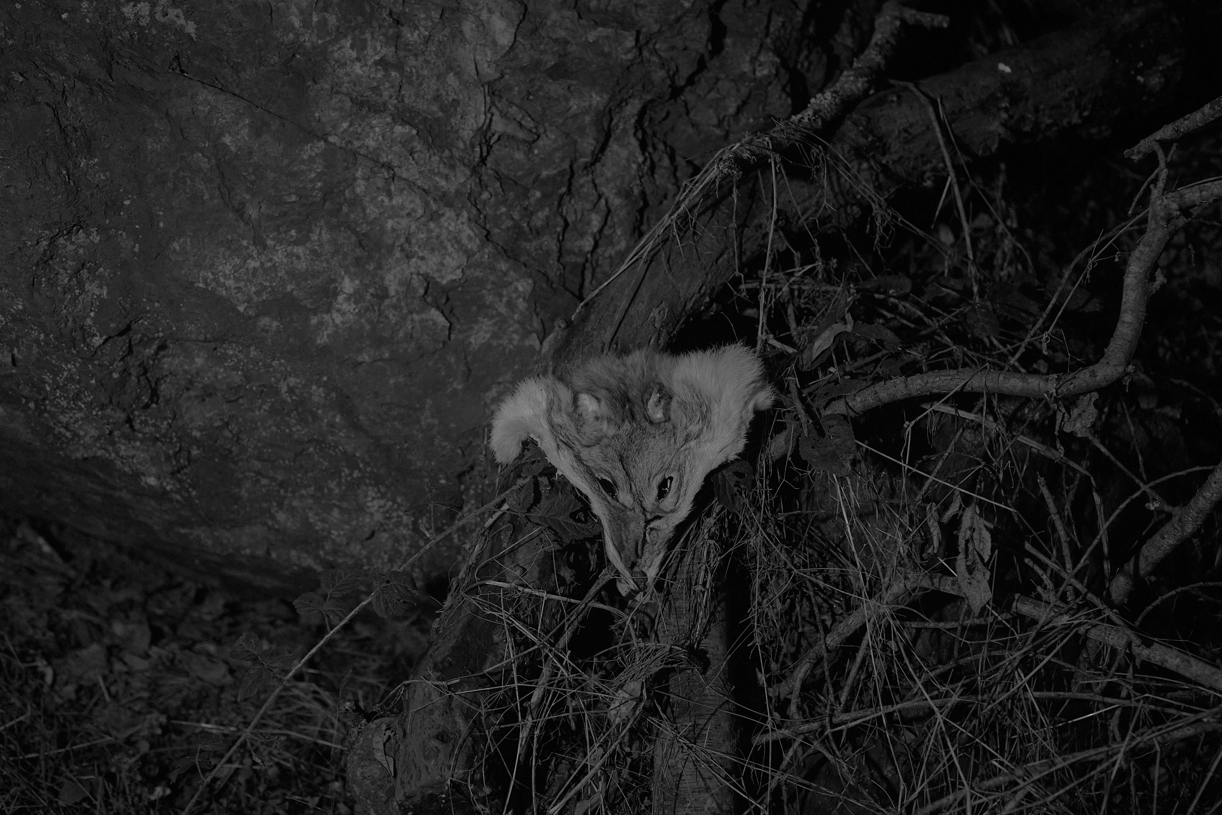 Mystery lands. GLISH ART — Timofey Glinin & Anastasia Shubina