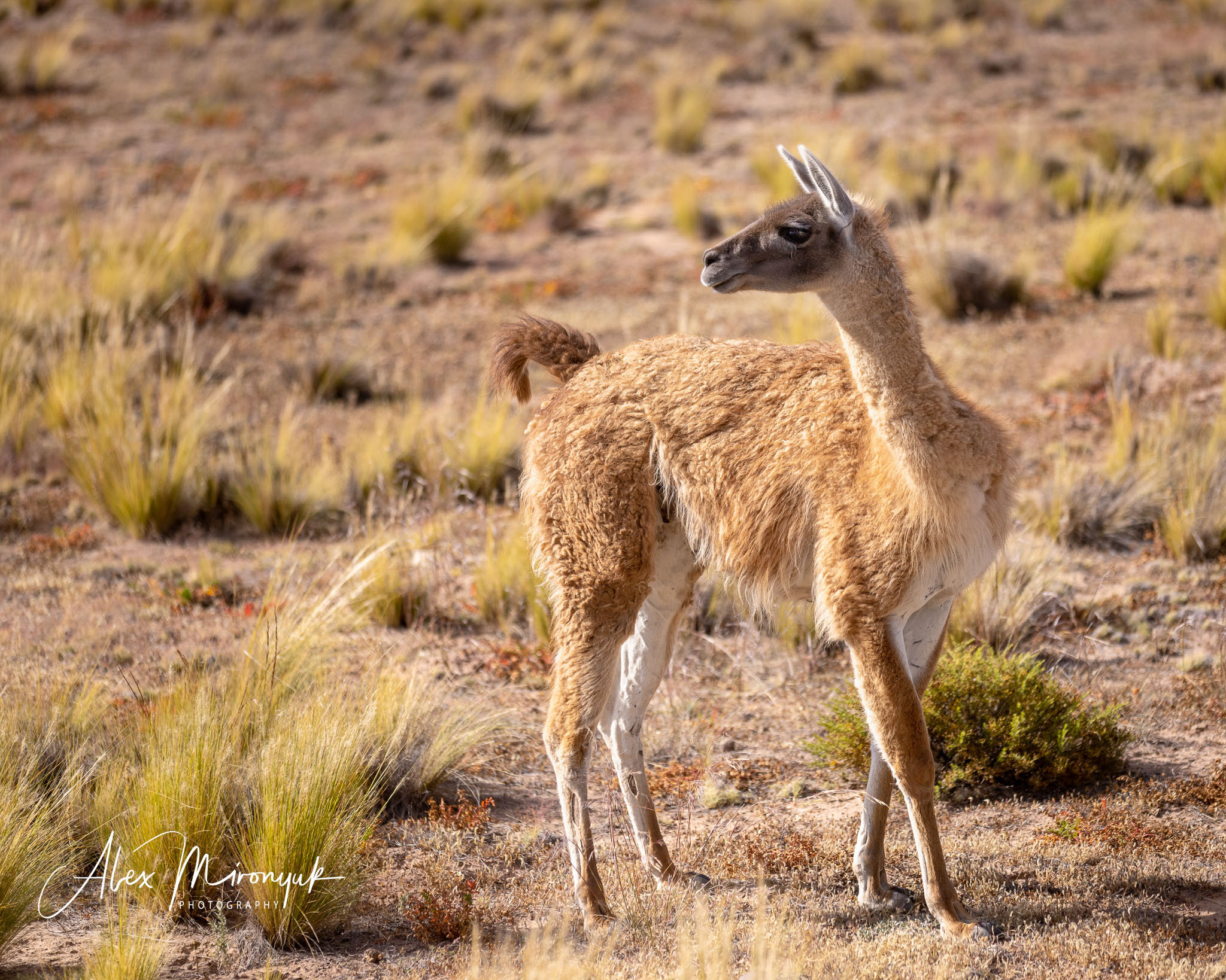 Unknown Northern Argentina. Pet, Senior, Landscape, portrait studio, photographer in Miami and Sou
