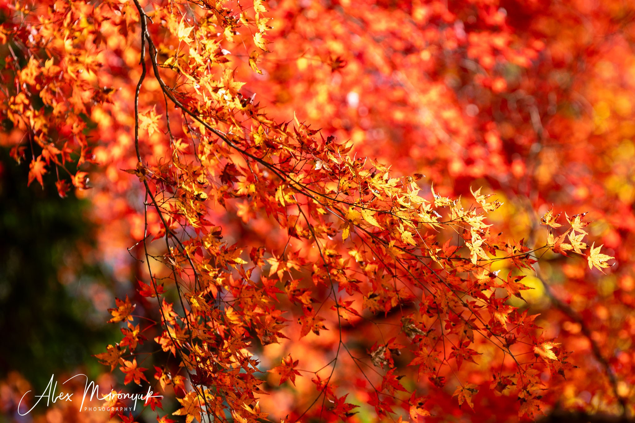 Autumn Colors of Japan. Pet, Senior, Landscape, portrait studio, photographer in Miami and Sou