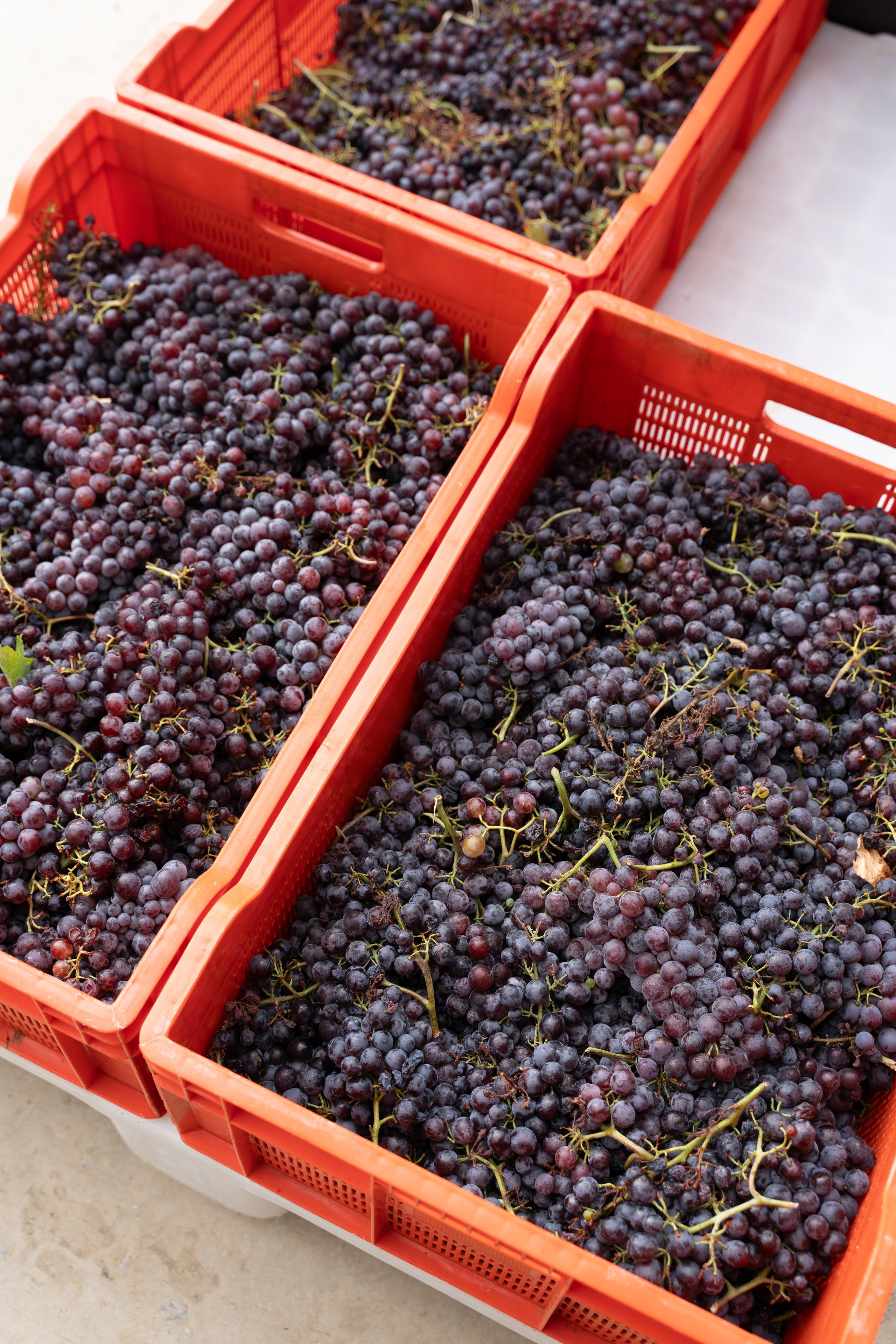 Экскурсия в винный регион Чал из Анталии. Ирина, фотограф в Анталии. Фотосессии в Кемере, Белеке, Сиде, Бодруме, Каше и Фетхие