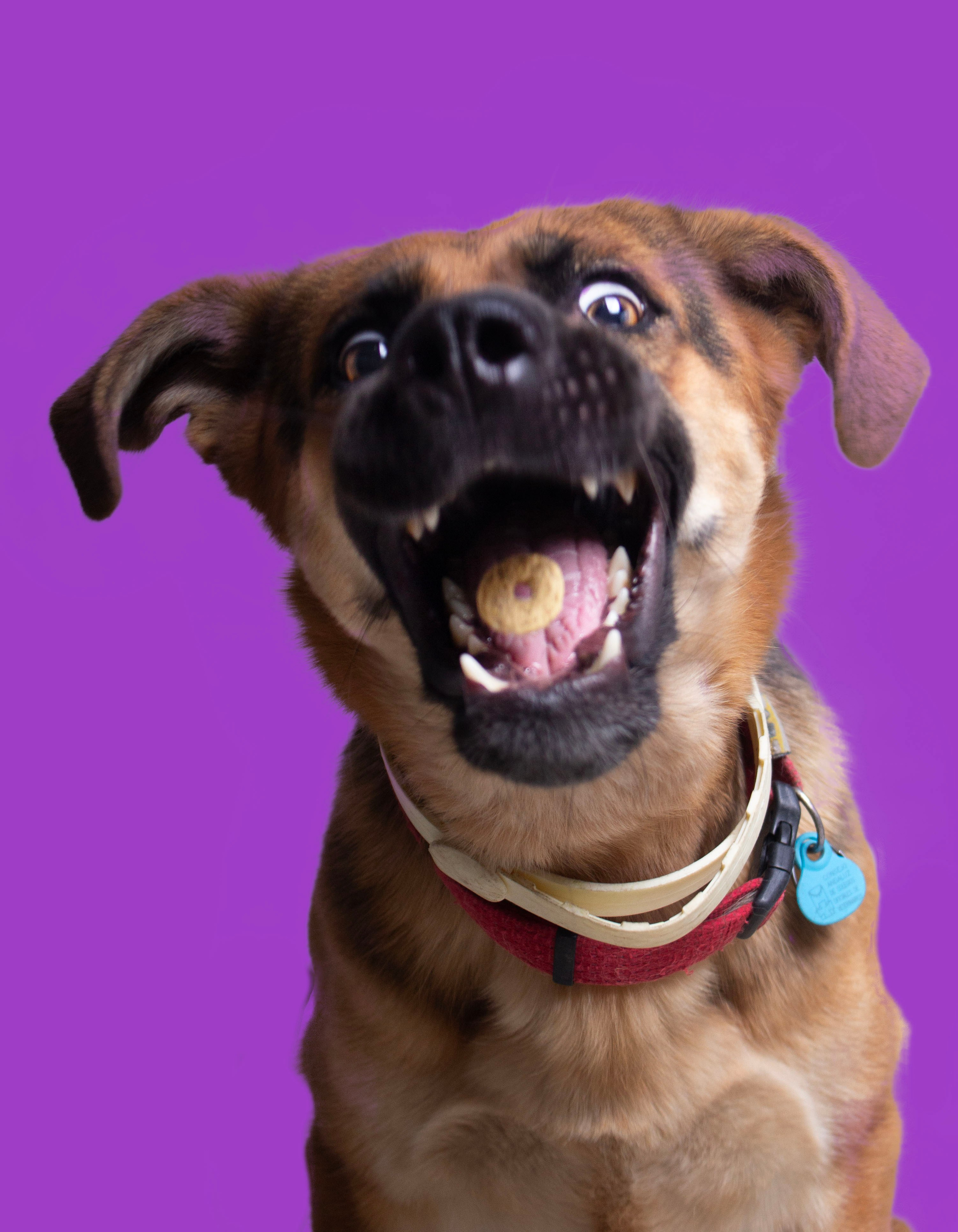 Fotos con huella, fotografía de perros y mascotas en Sevilla