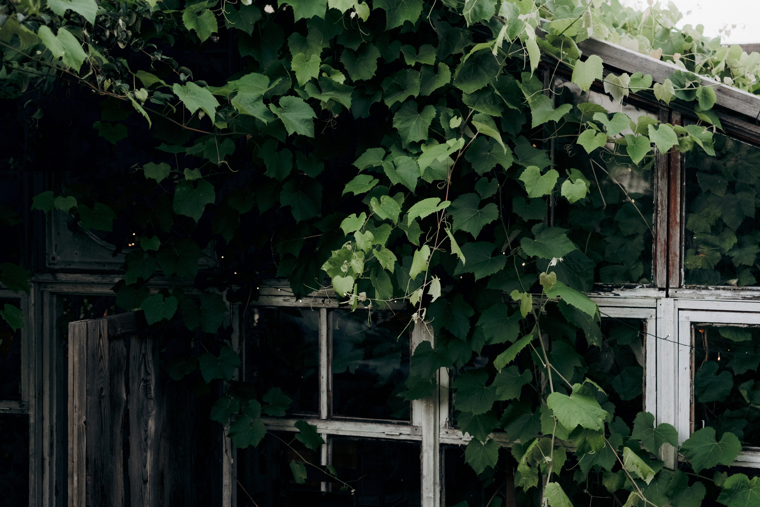 Kāzu foto stāsts Valmierā - Viesu nams Siltumnīca | Madara un Gvido. Kāzu × Ģimenes notikumu fotografs Edgars Kalniņš