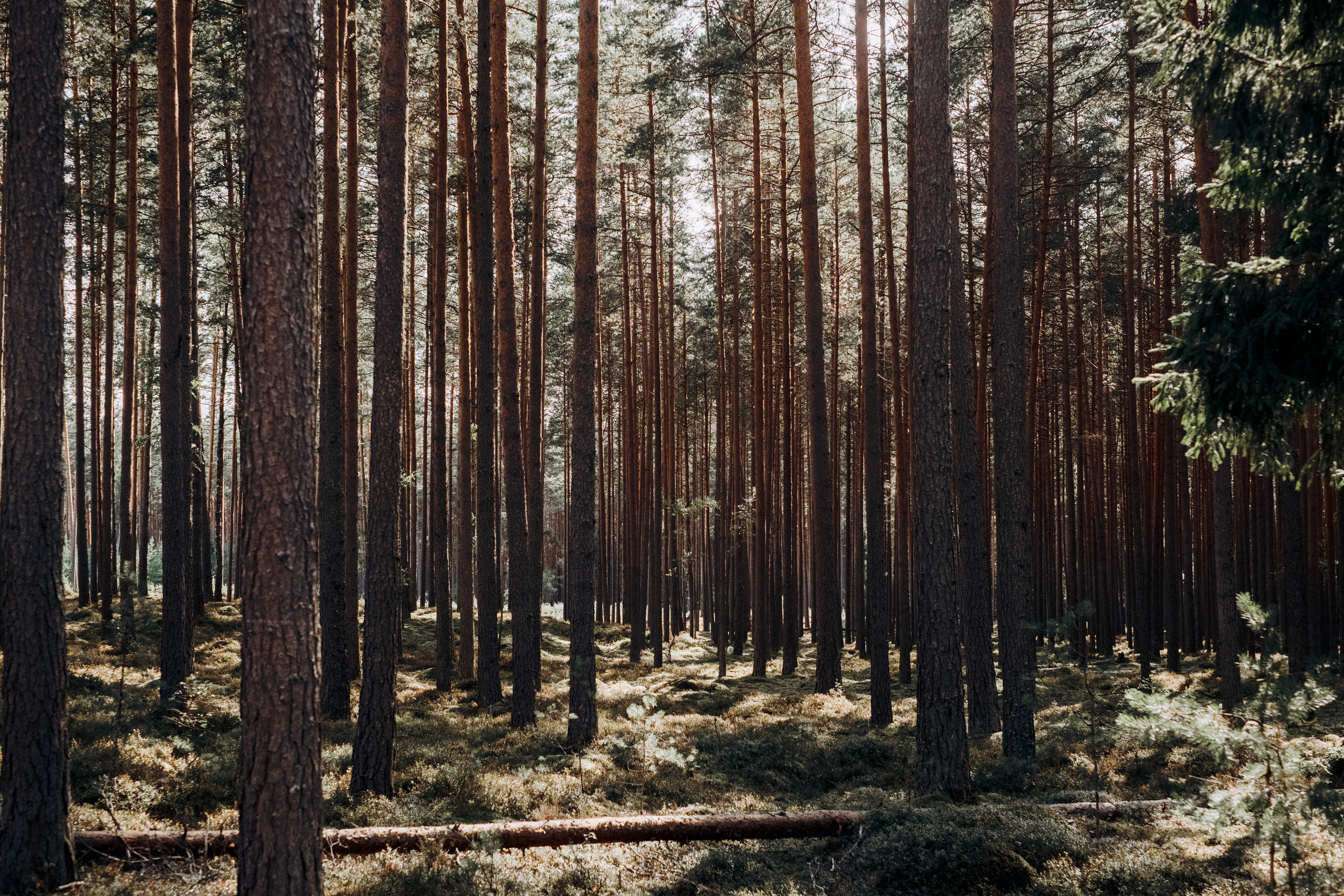 Kāzu foto stāsts Valmierā - Viesu nams Siltumnīca | Madara un Gvido. Kāzu × Ģimenes notikumu fotografs Edgars Kalniņš