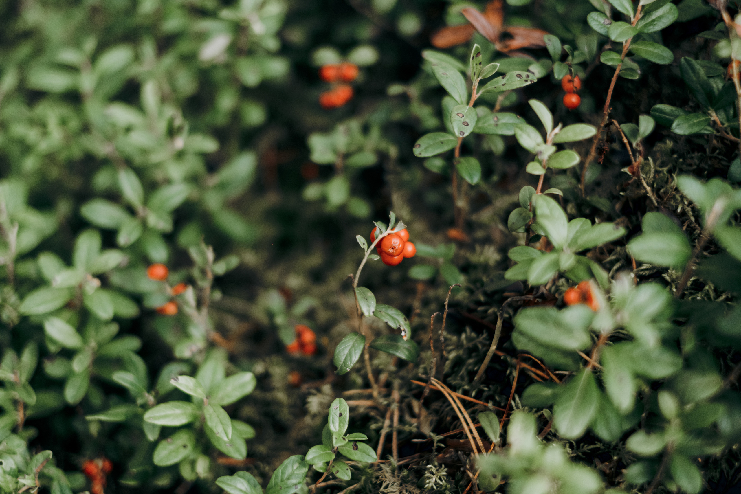 Kāzu foto stāsts Valmierā - Viesu nams Siltumnīca | Madara un Gvido. Kāzu × Ģimenes notikumu fotografs Edgars Kalniņš