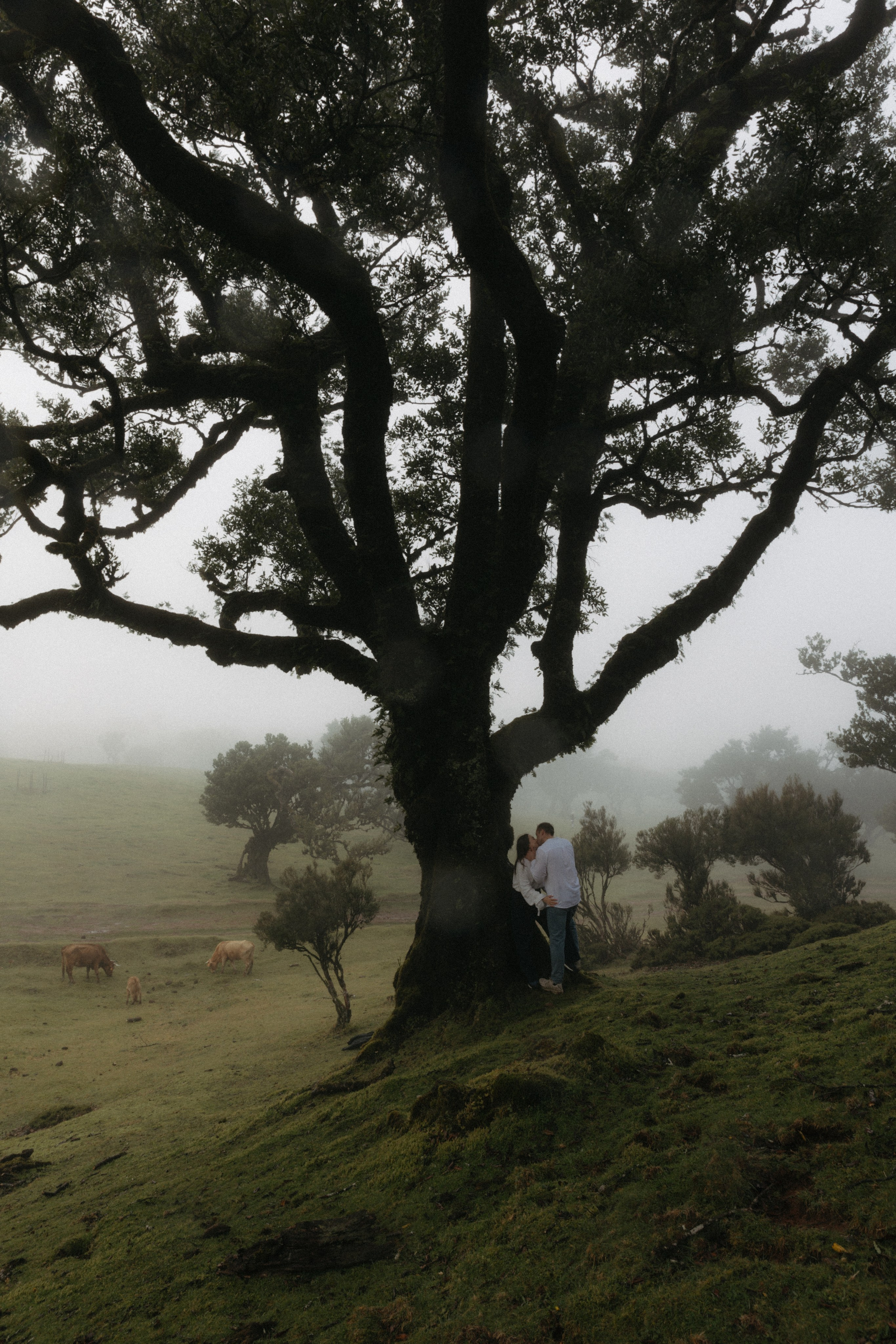 Magic of Fanal Forest. Wedding photographer and videographer based in Timisoara, Romania