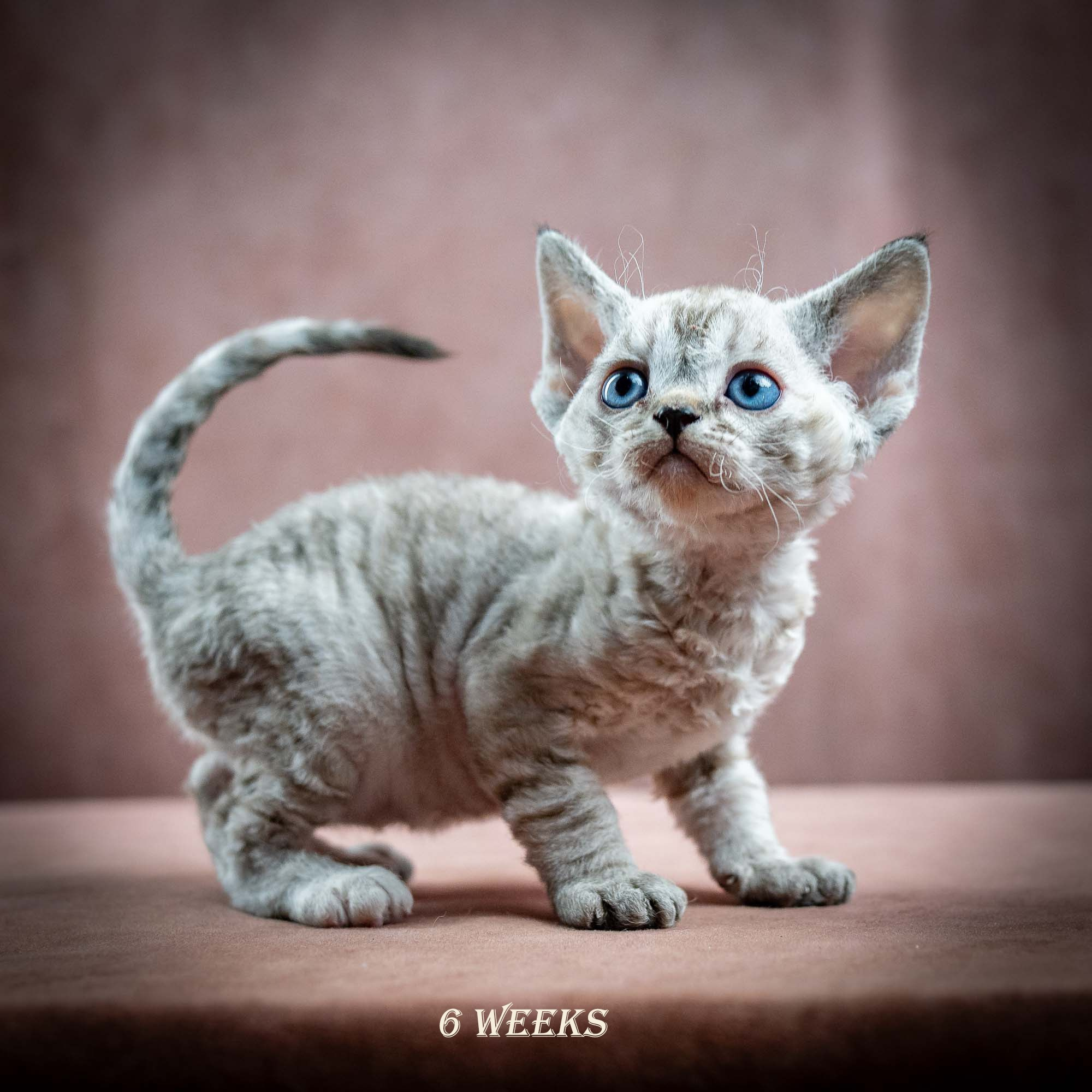 Isla, girl, born 06.01.2025. Devon Rex Pixie Cattery