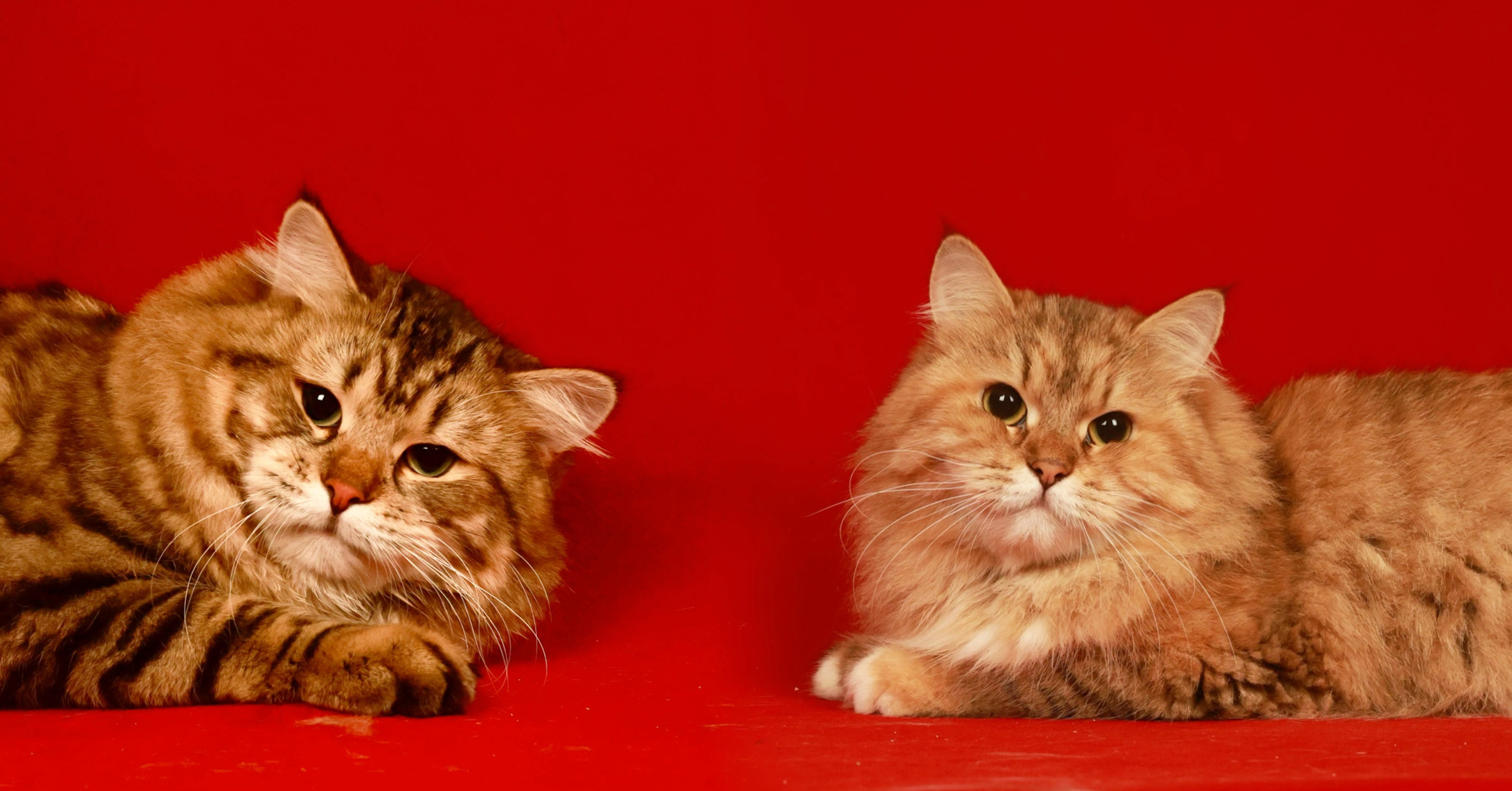 LEMON GREEN SIBERIANS