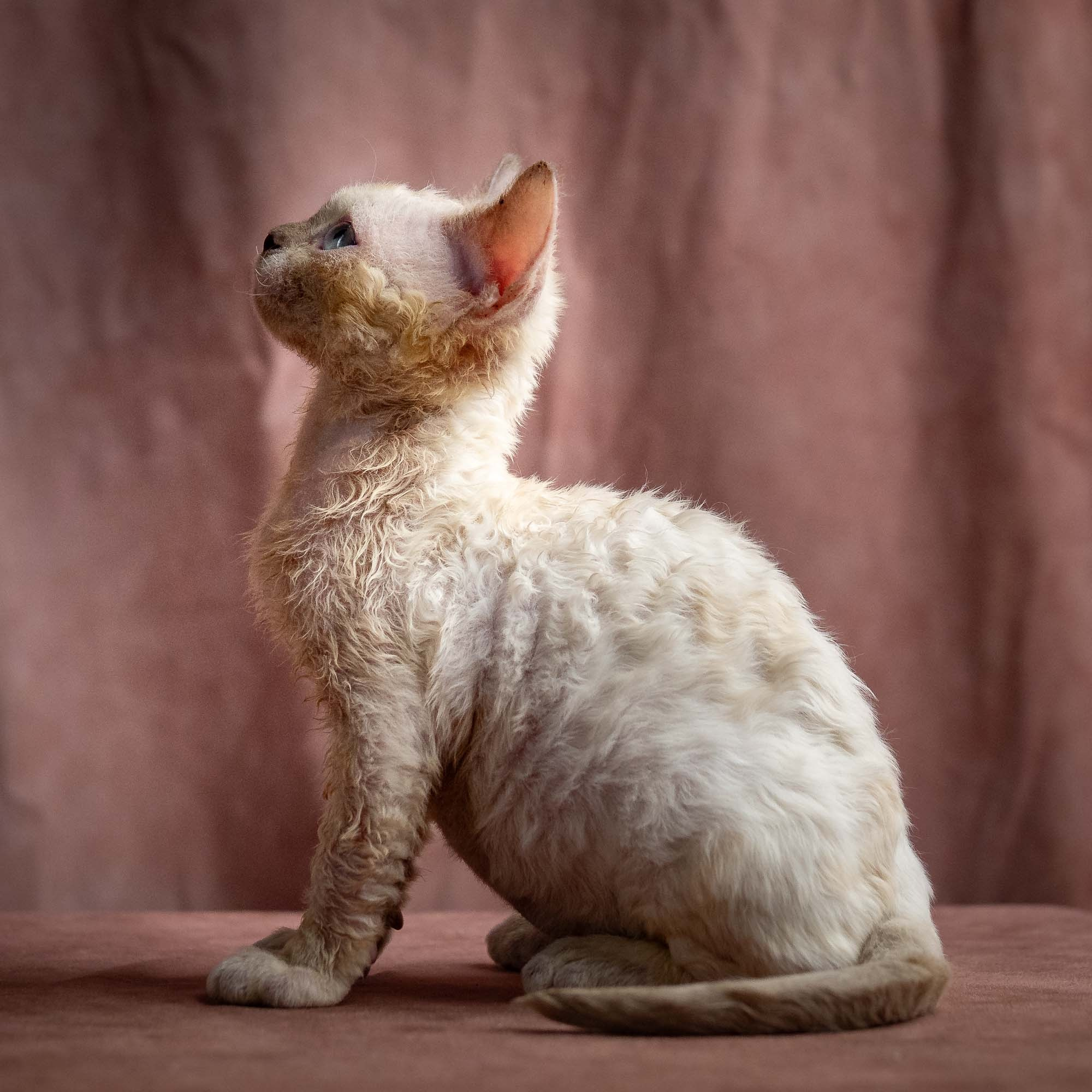 Rosalie, girl, born 05.08.26. Devon Rex Pixie Cattery