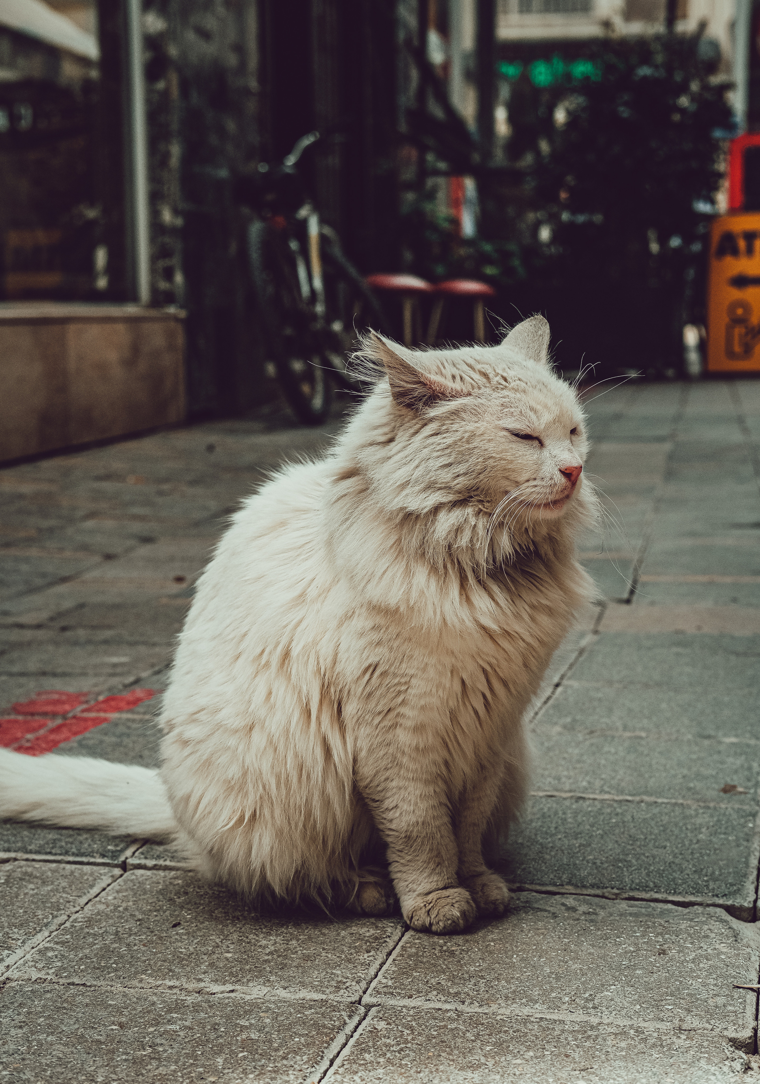 Stray Cat 🐈⬛ in Nicosia City |📍Cyprus 📸🐾 Travel Photography | Fujifilm Adventures | Stray Cats Chronicles | Stray Cat photography | Stray cat photos