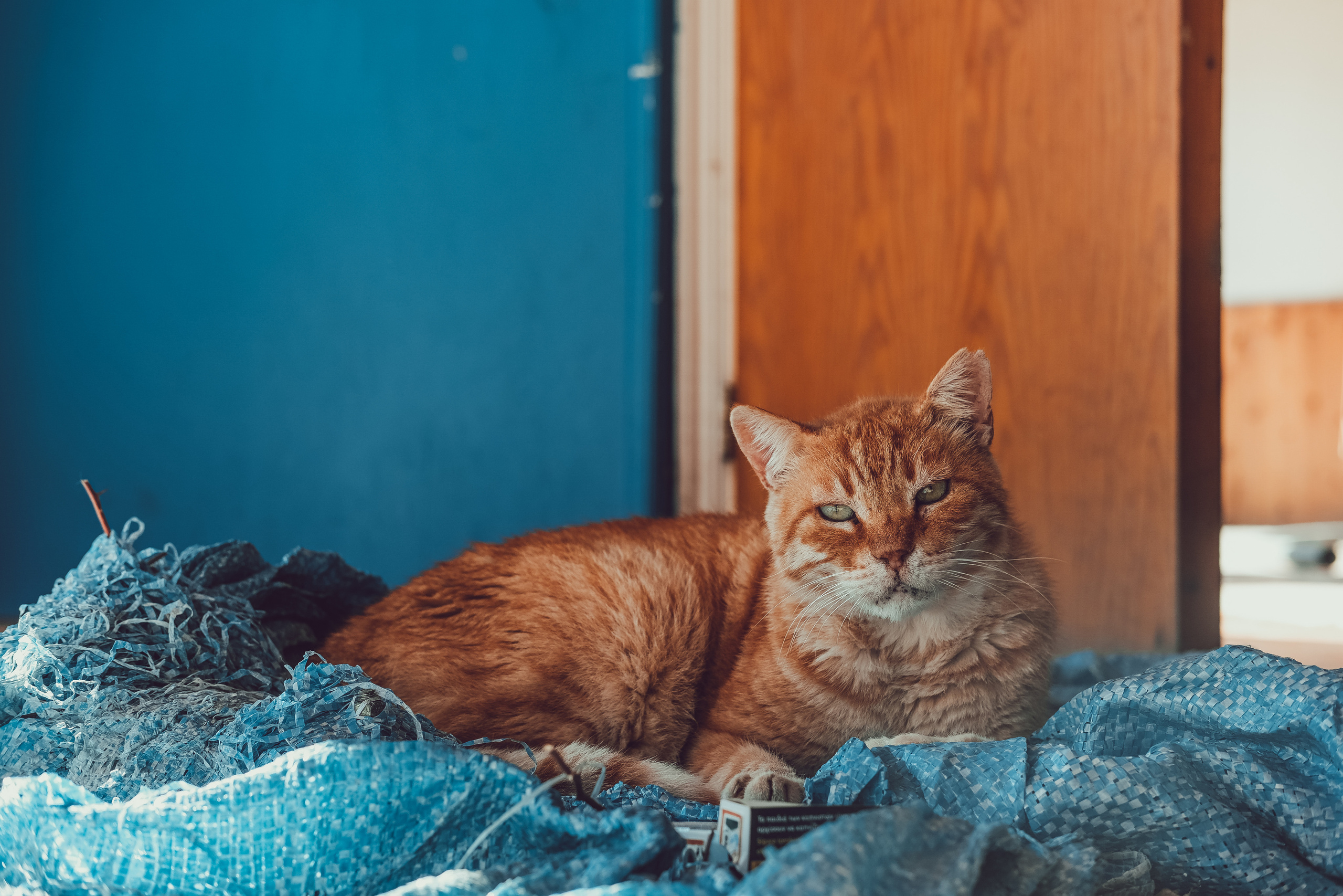 📸🐾 Travel Photography | Fujifilm Adventures | Stray Cats Chronicles | Stray Cat photography | Stray cat photos