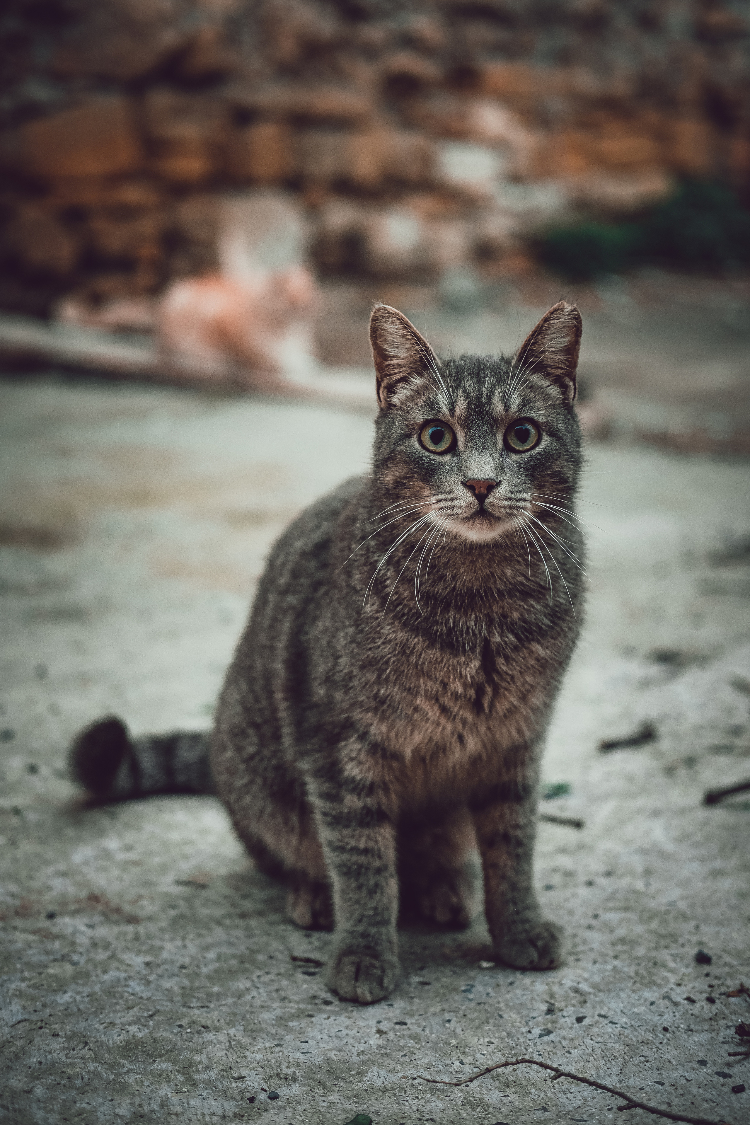 Stranger | Stray Cat in Limassol 📸 |📍 Cyprus 📸🐾 Travel Photography | Fujifilm Adventures | Stray Cats Chronicles | Stray Cat photography | Stray cat photos