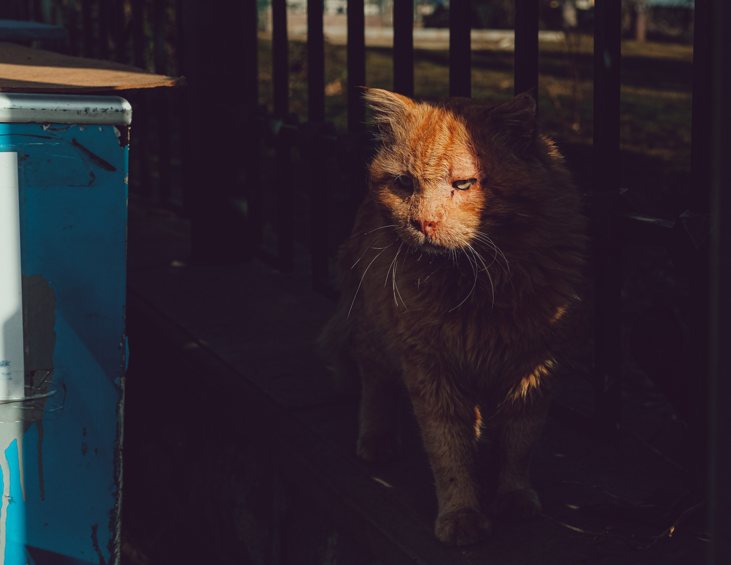 Istanbul stray cats 🐈⬛ | Street Photography 📸 |📍Turkey 📸🐾 Travel Photography | Fujifilm Adventures | Stray Cats Chronicles | Stray Cat photography | Stray cat photos