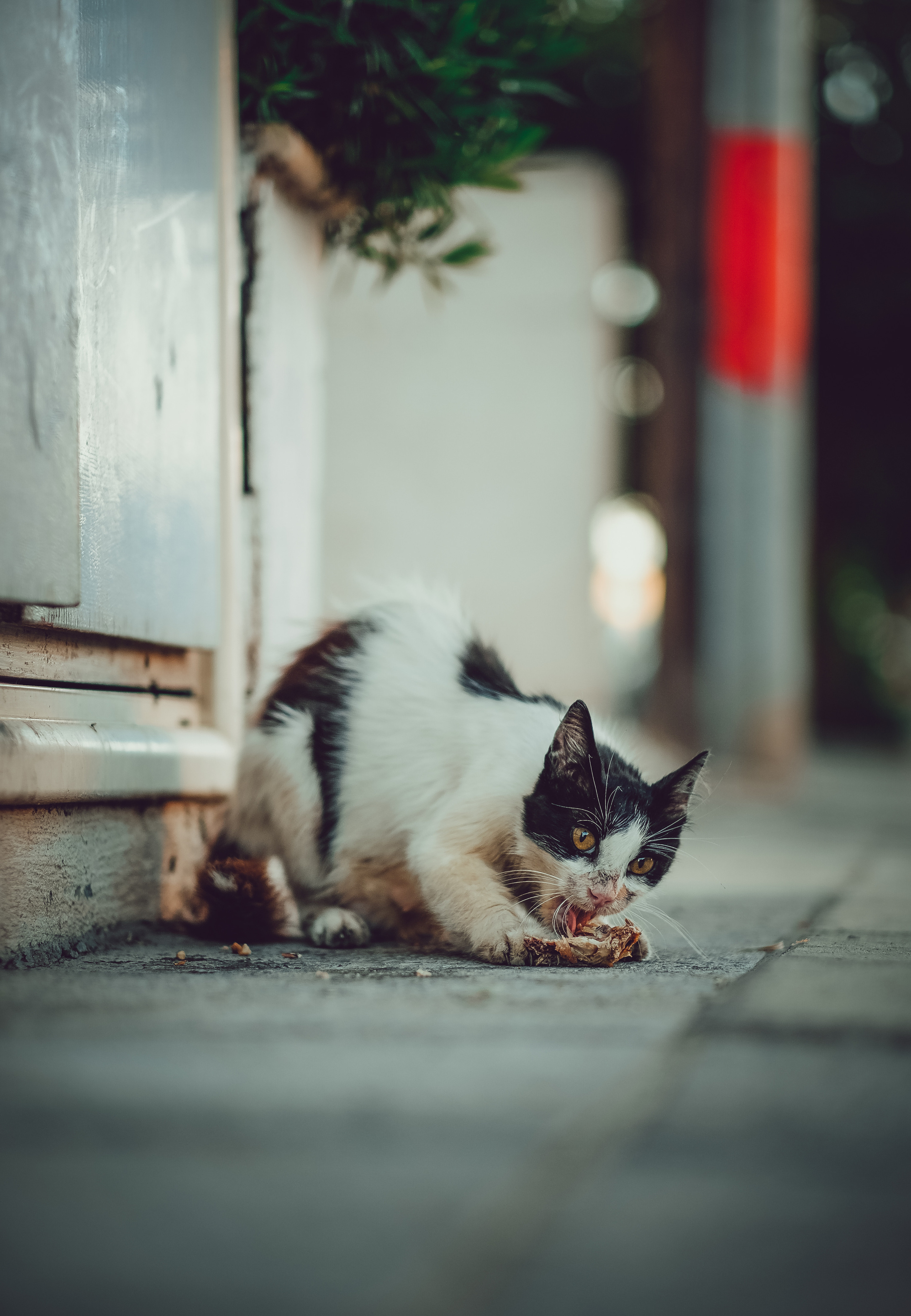 📸🐾 Travel Photography | Fujifilm Adventures | Stray Cats Chronicles | Stray Cat photography | Stray cat photos