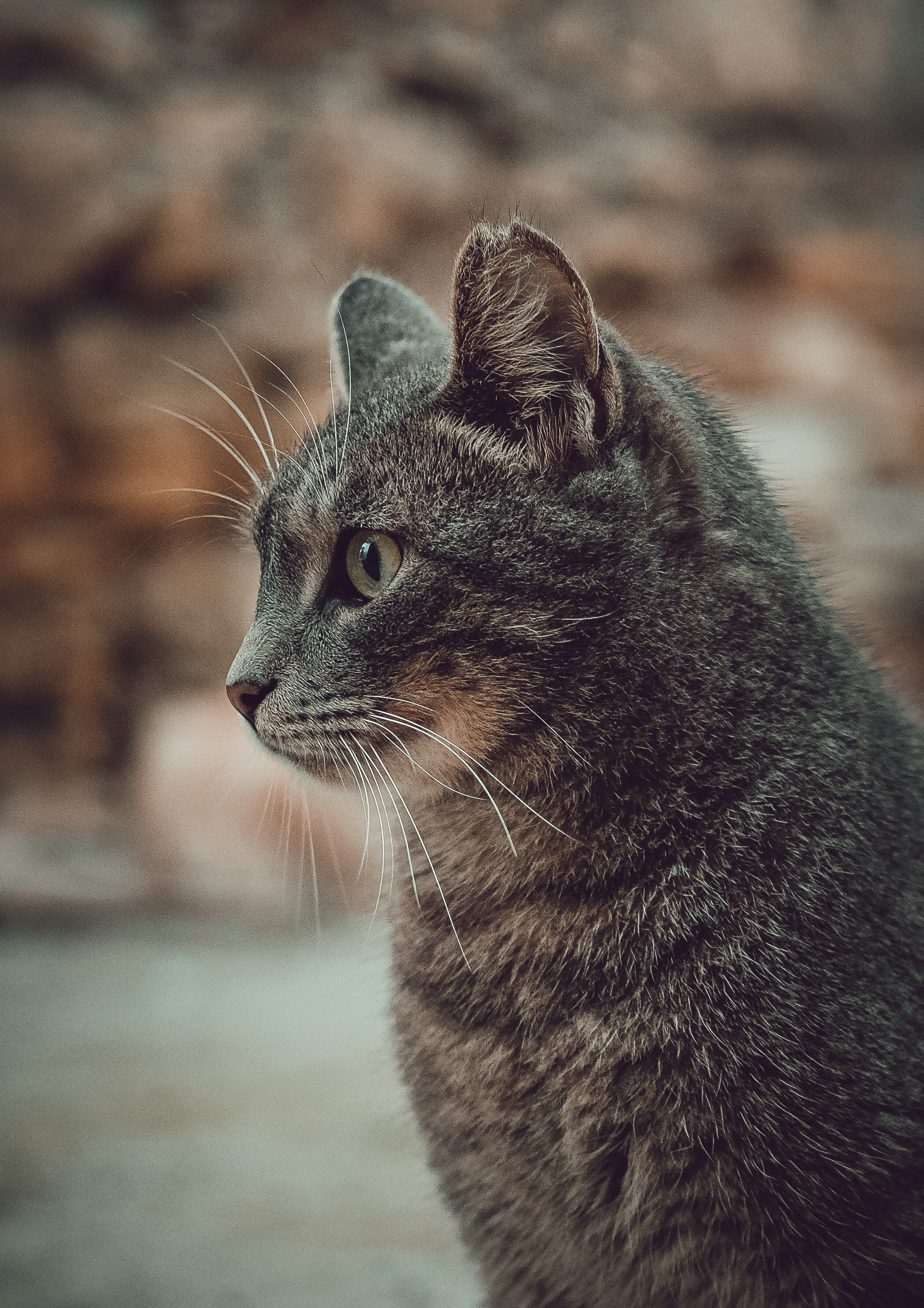 📸🐾 Travel Photography | Fujifilm Adventures | Stray Cats Chronicles | Stray Cat photography | Stray cat photos
