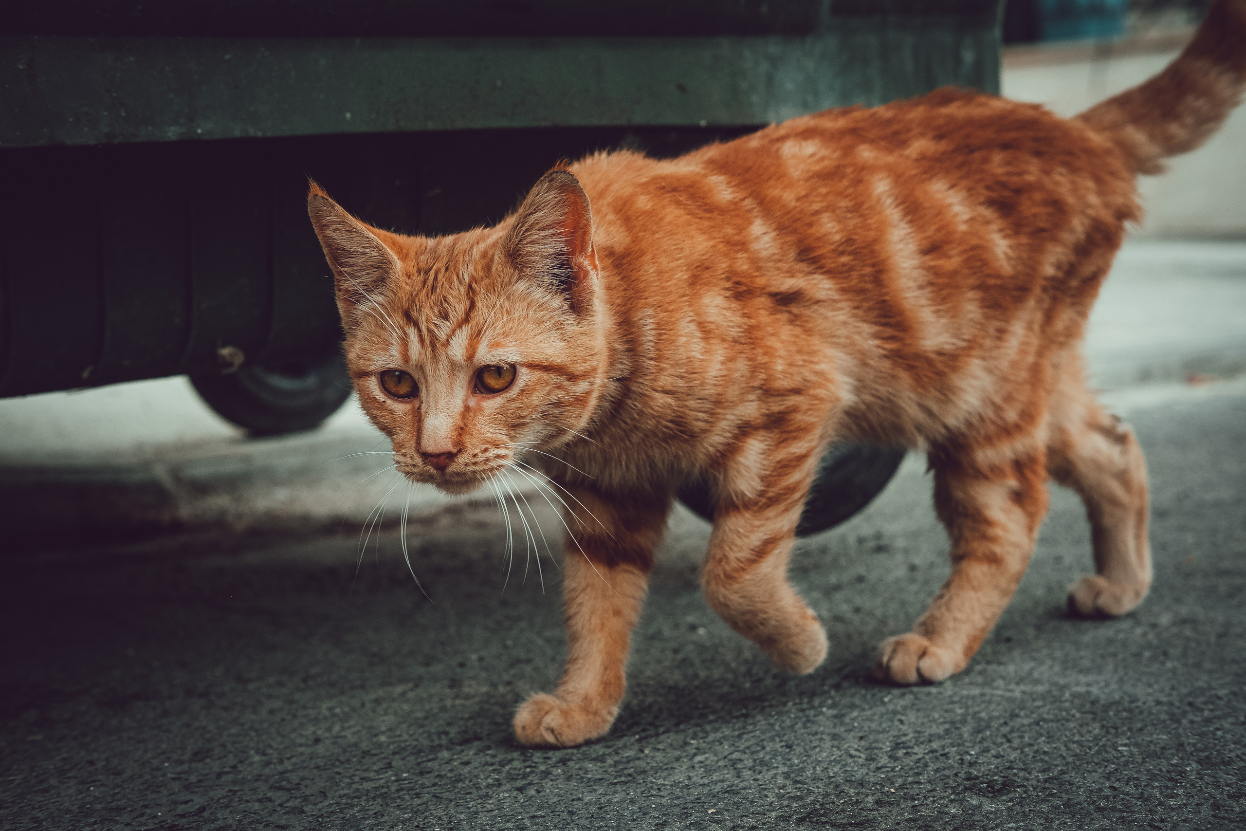 📸🐾 Travel Photography | Fujifilm Adventures | Stray Cats Chronicles | Stray Cat photography | Stray cat photos