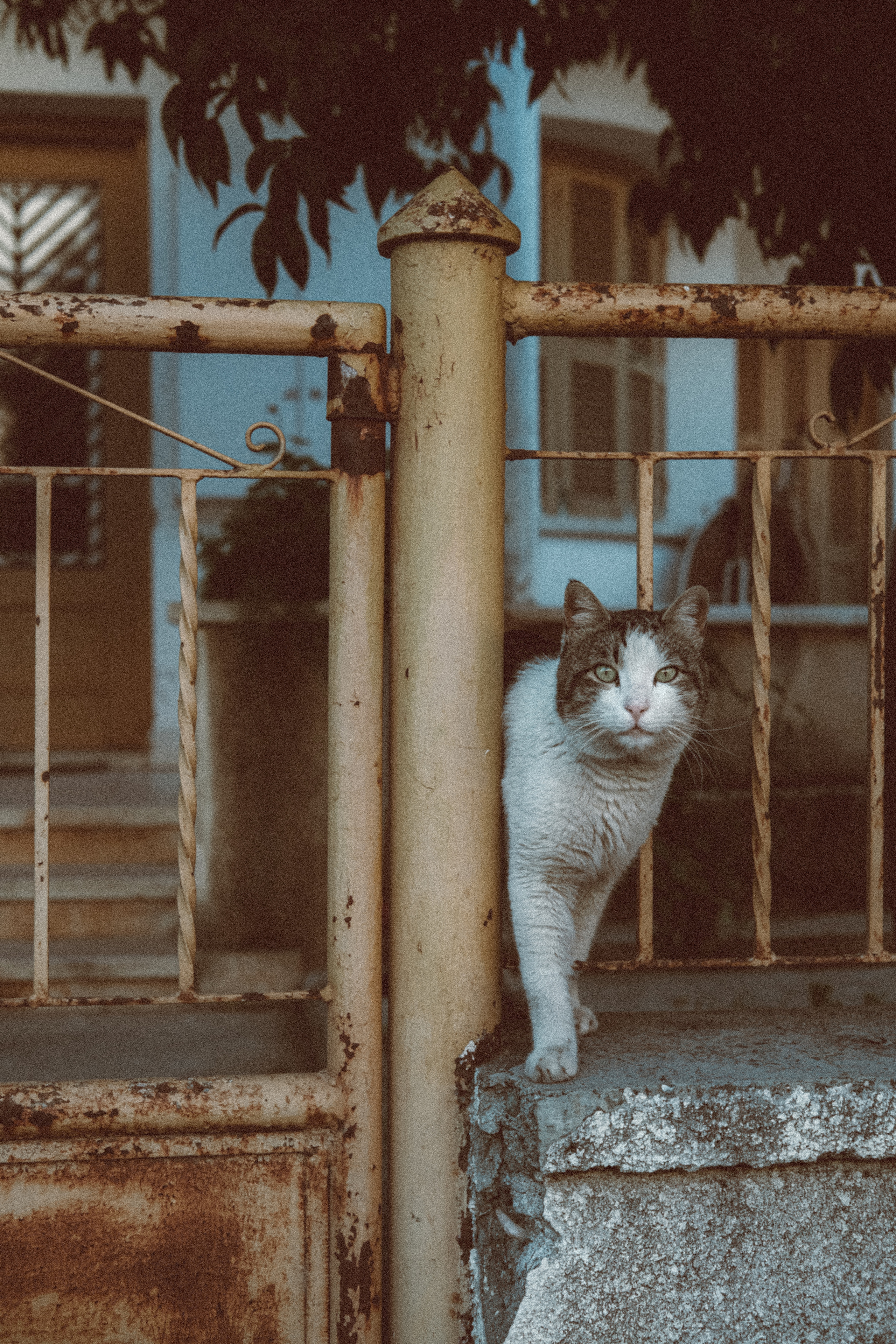 Stray Cat 🐈⬛ in Limassol City |📍Cyprus 📸🐾 Travel Photography | Fujifilm Adventures | Stray Cats Chronicles | Stray Cat photography | Stray cat photos