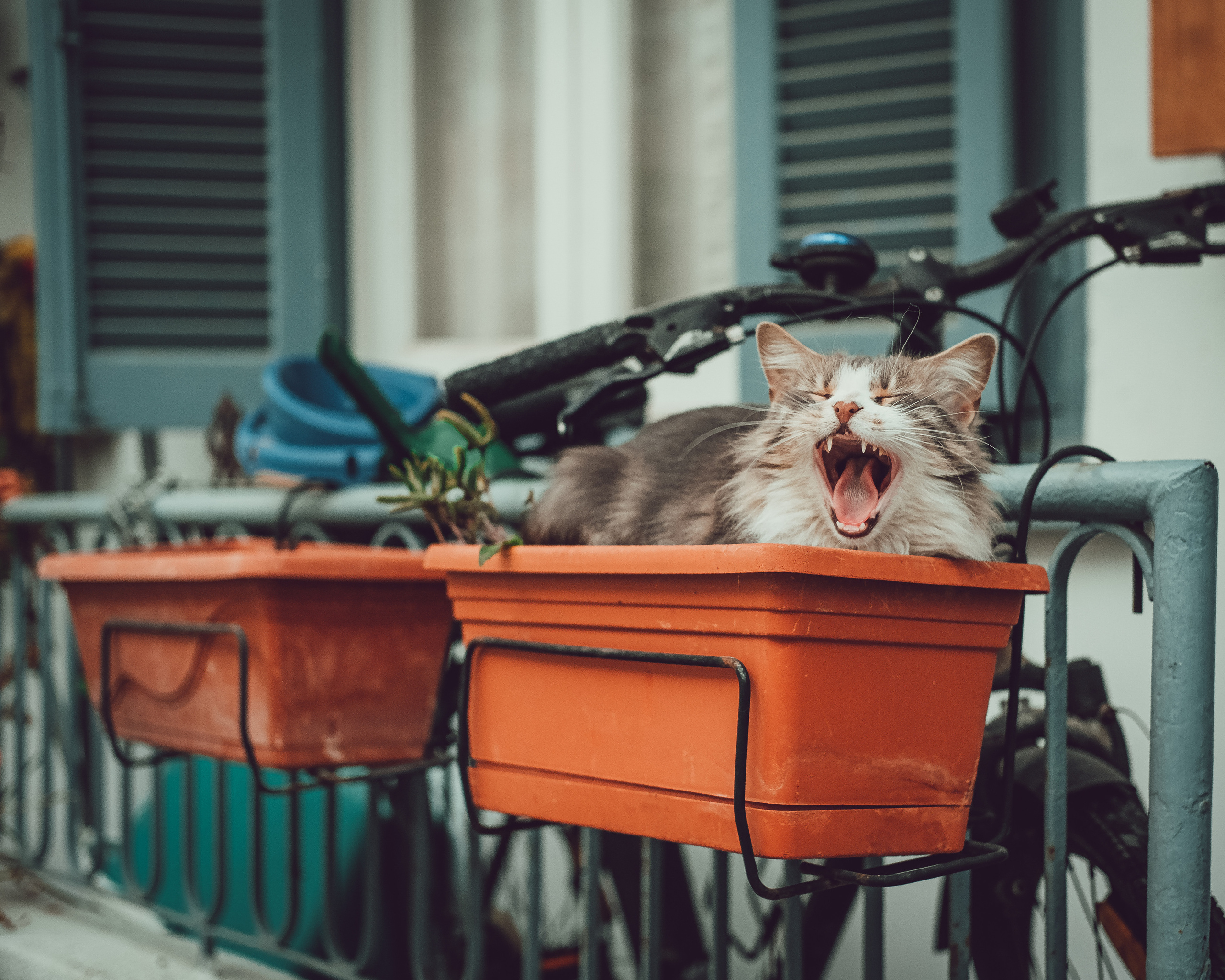 Cats of Nicosia 🐈⬛ | Street Photography 📸 | 📍 Cyprus 📸🐾 Travel Photography | Fujifilm Adventures | Stray Cats Chronicles | Stray Cat photography | Stray cat photos