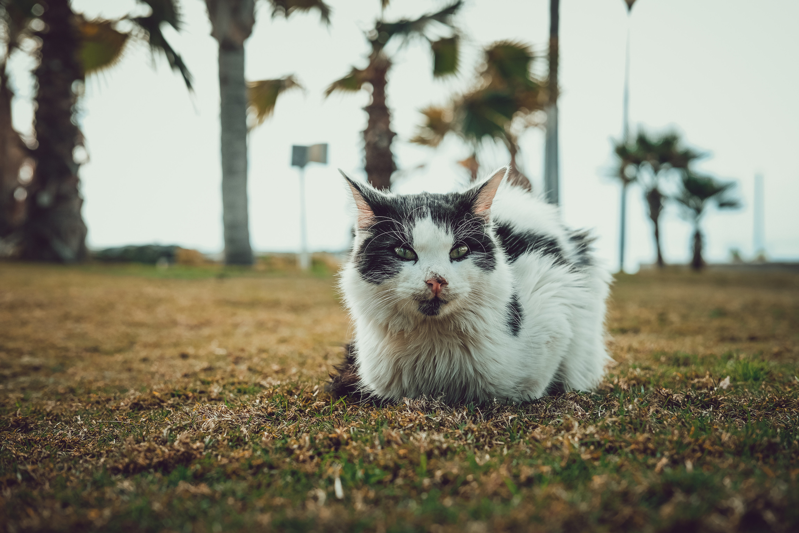 Stray Cat in Limassol 🐈⬛ | Street Photography 📸 | 📍 Cyprus 📸🐾 Travel Photography | Fujifilm Adventures | Stray Cats Chronicles | Stray Cat photography | Stray cat photos