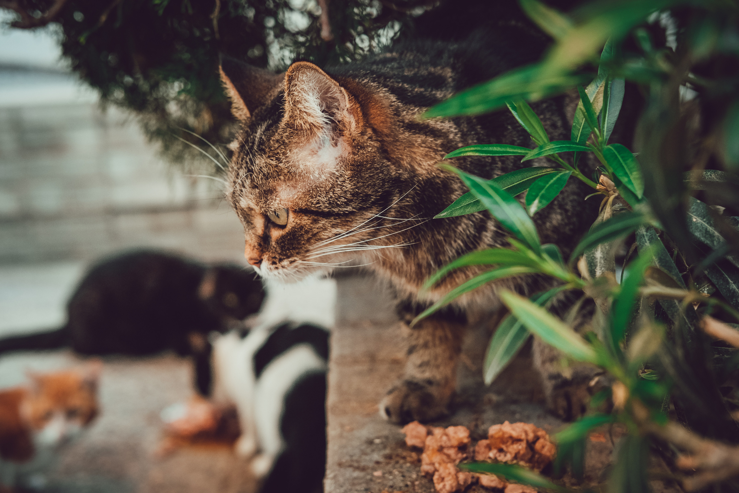 Stray Cats in 📍 Limassol | YuKo Photography | 🇨🇾 📸🐾 Travel Photography | Fujifilm Adventures | Stray Cats Chronicles | Stray Cat photography | Stray cat photos