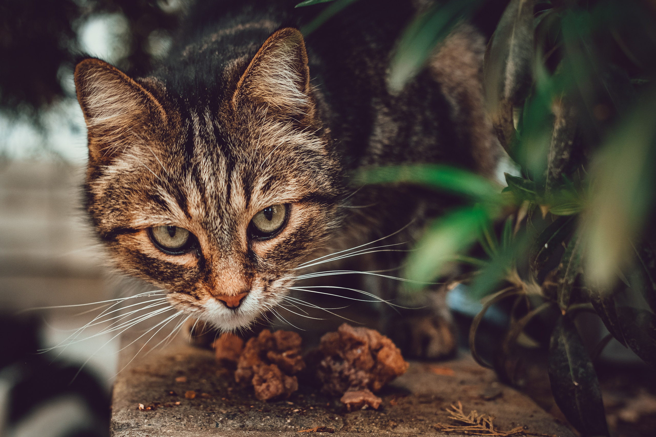 📸🐾 Travel Photography | Fujifilm Adventures | Stray Cats Chronicles | Stray Cat photography | Stray cat photos
