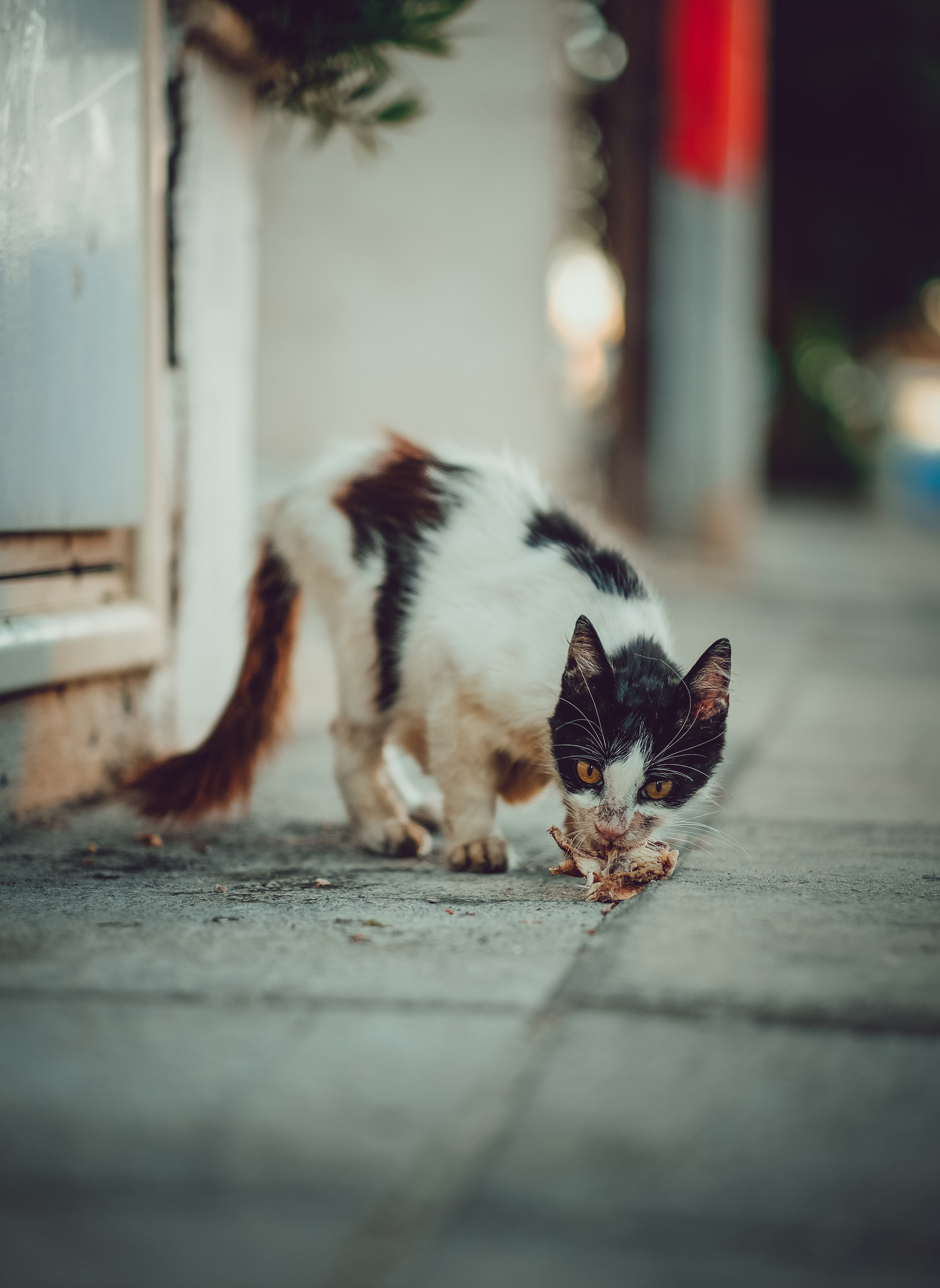 📸🐾 Travel Photography | Fujifilm Adventures | Stray Cats Chronicles | Stray Cat photography | Stray cat photos