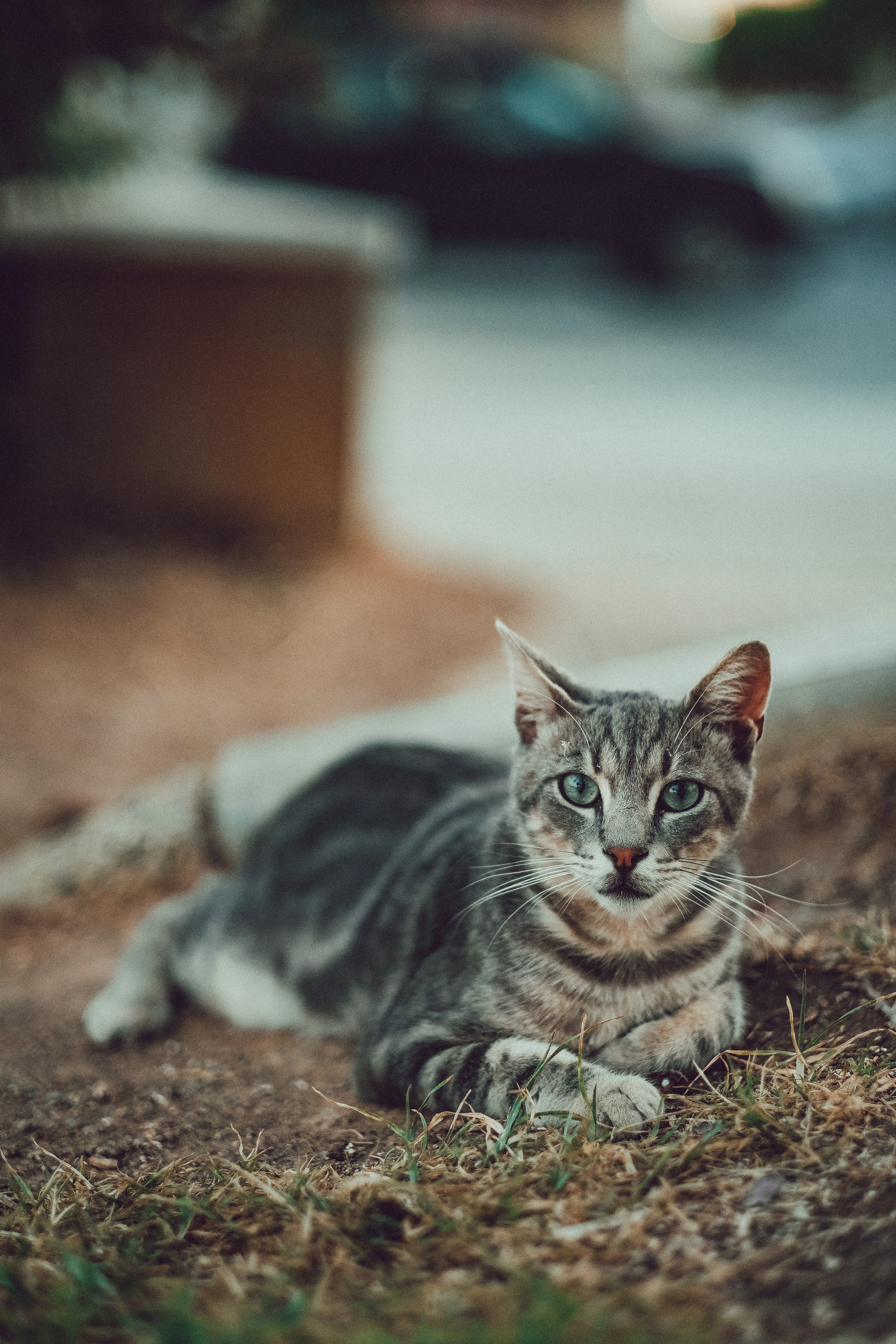 📸🐾 Travel Photography | Fujifilm Adventures | Stray Cats Chronicles | Stray Cat photography | Stray cat photos