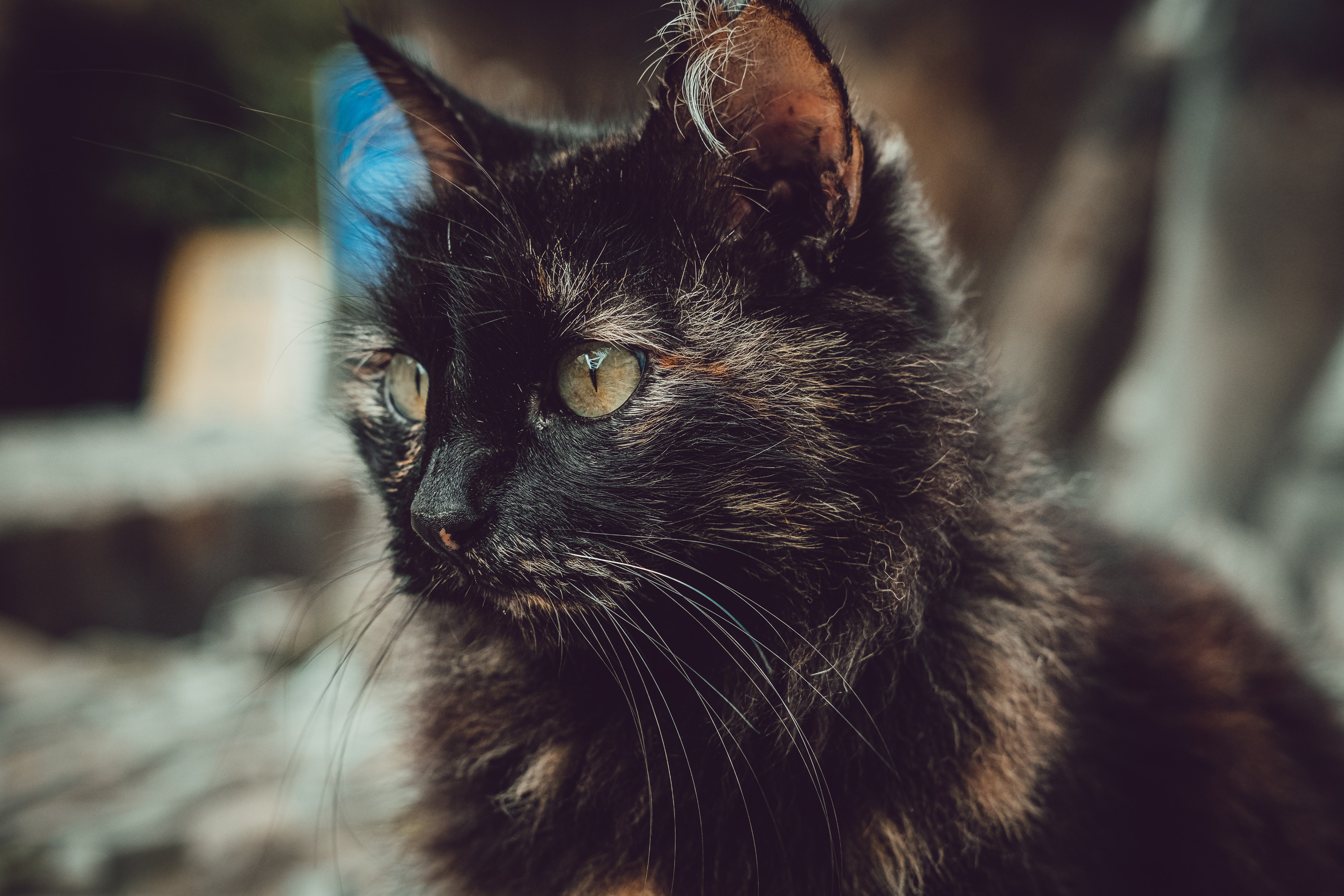 📸🐾 Travel Photography | Fujifilm Adventures | Stray Cats Chronicles | Stray Cat photography | Stray cat photos