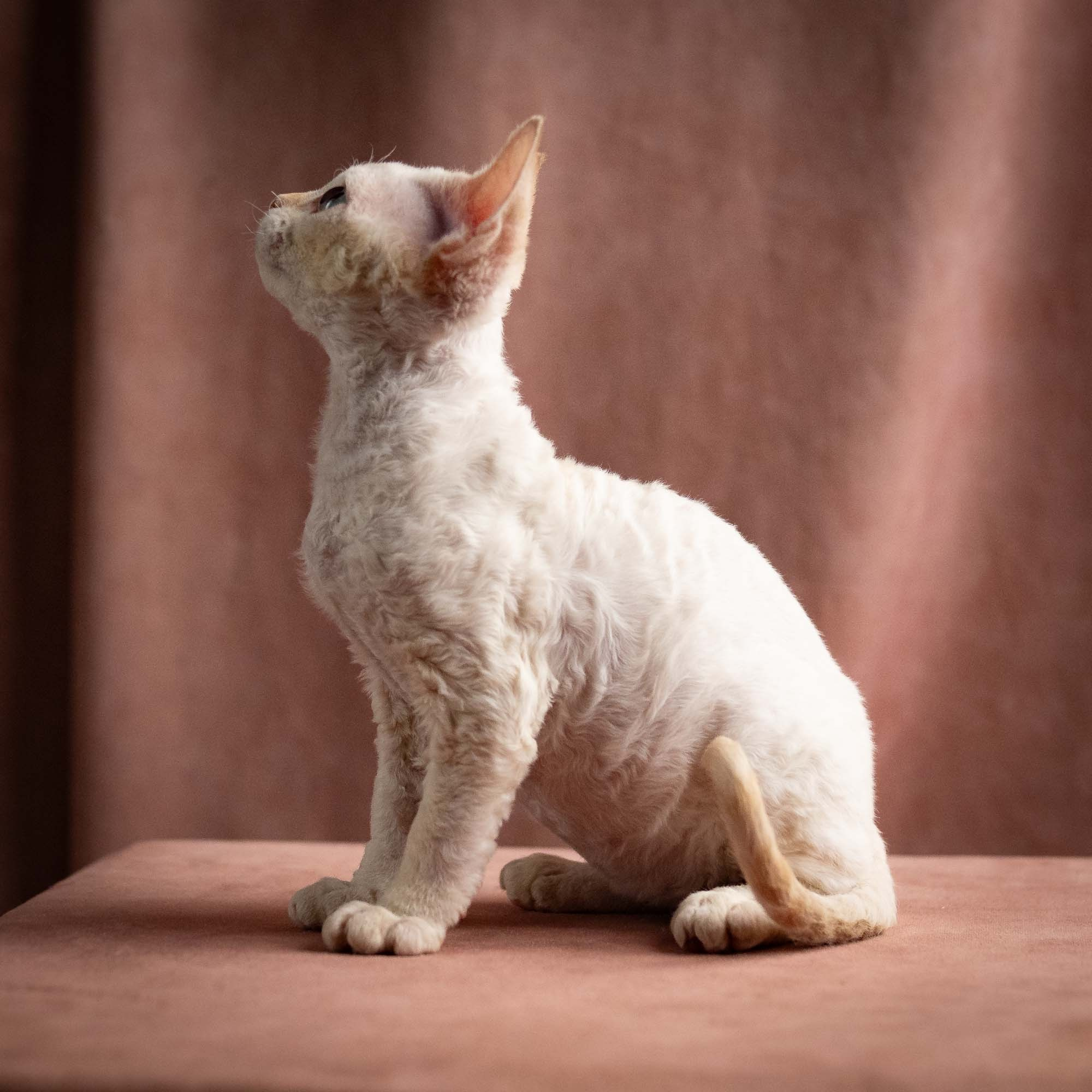 Quinn, girl, born 02.14.26. Devon Rex Pixie Cattery