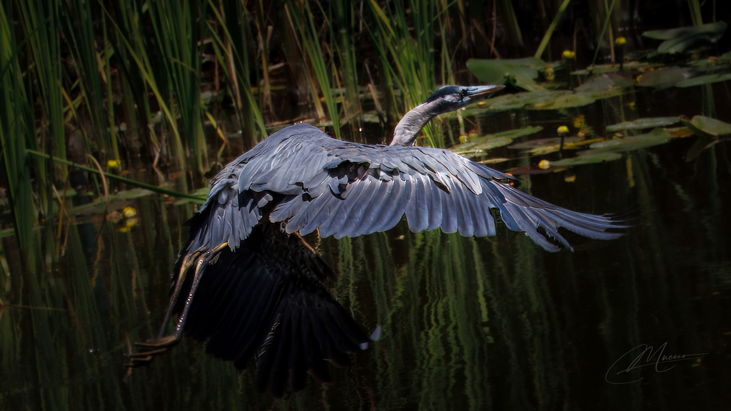 Home. Out and About 239