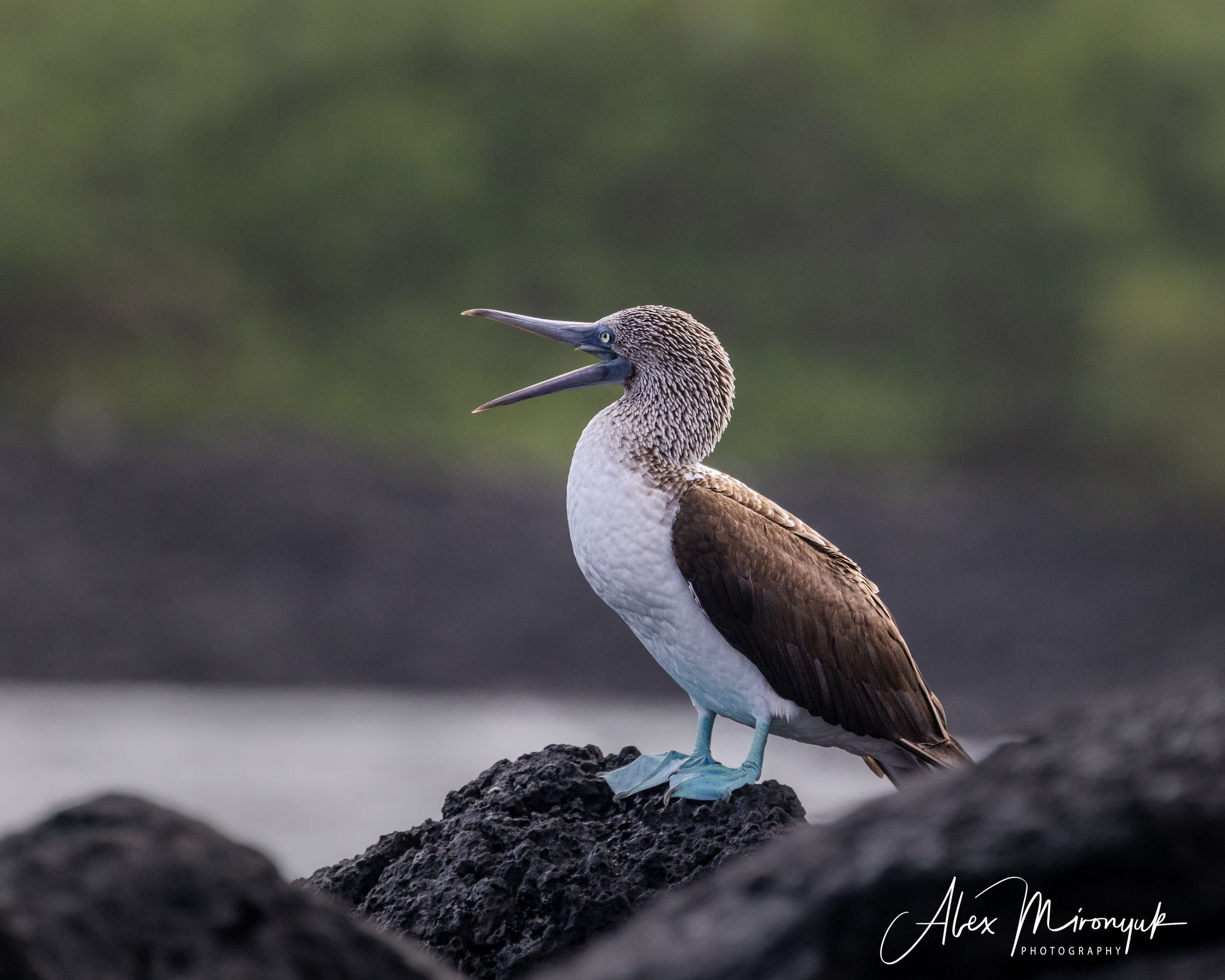 Galapagos Islands Adventure. Alex Mironyuk Photography