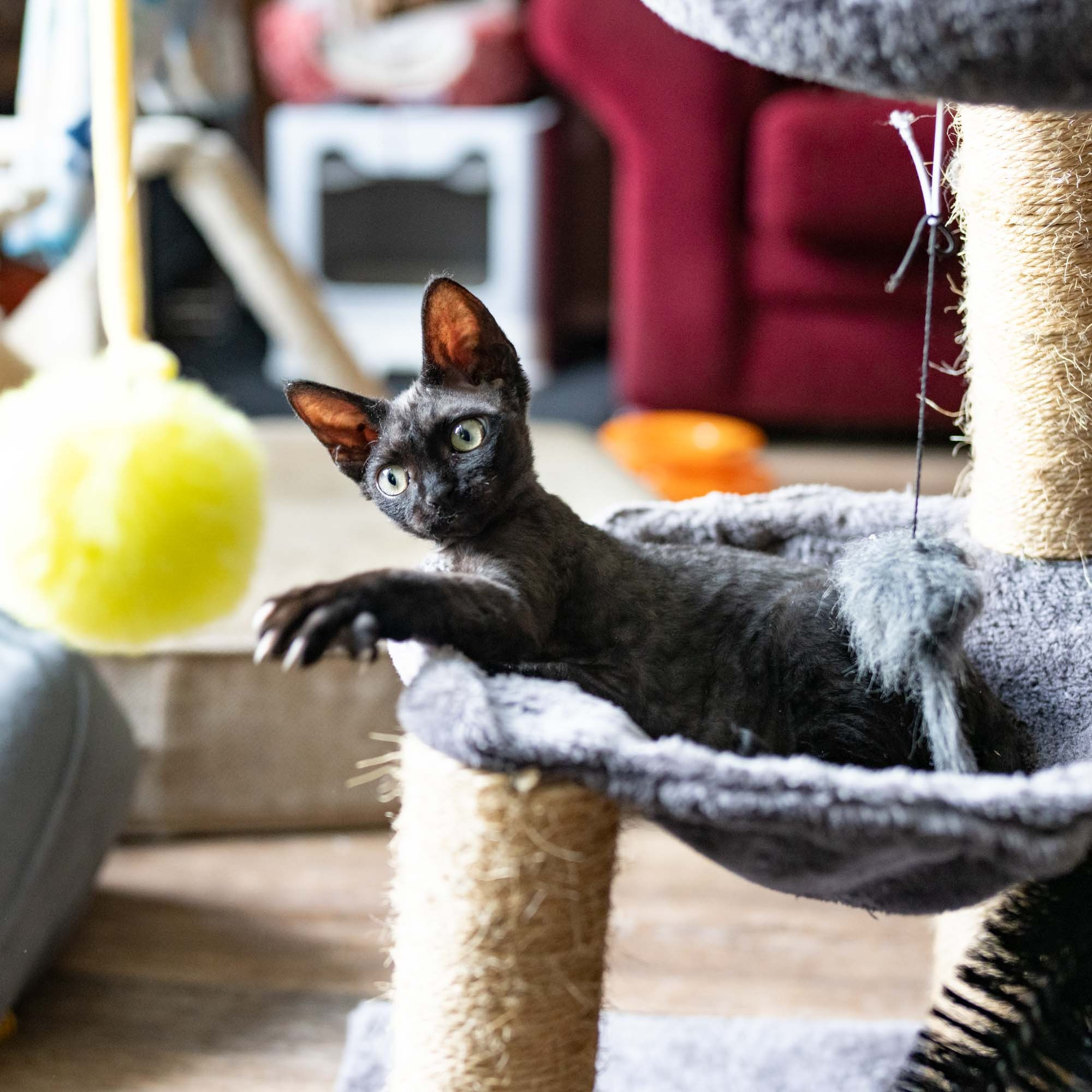 Smoke, boy,  born on  04.11.24, Sold. Devon Rex Pixie Cattery