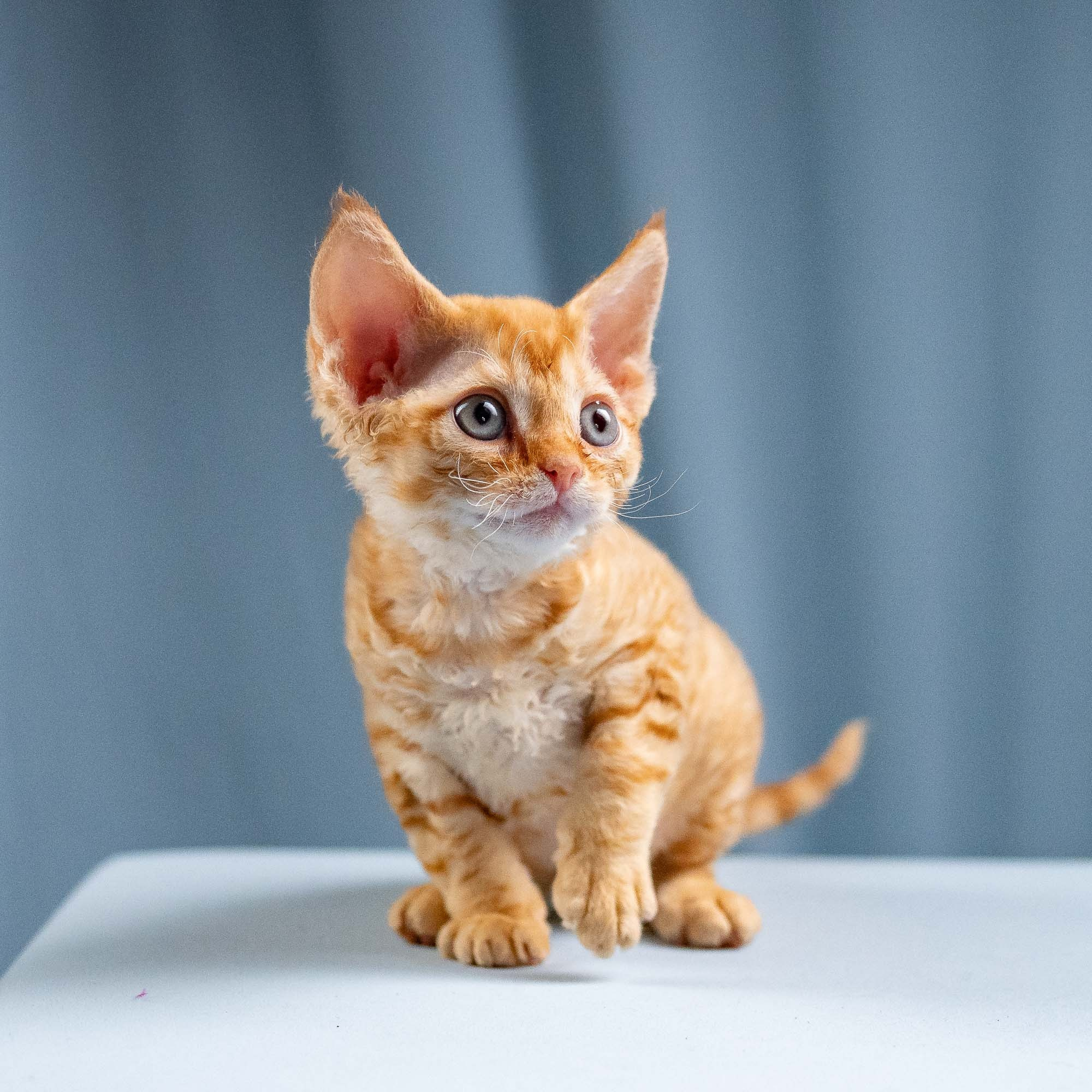Jackie, boy, born 06.25.2025. Devon Rex Pixie Cattery