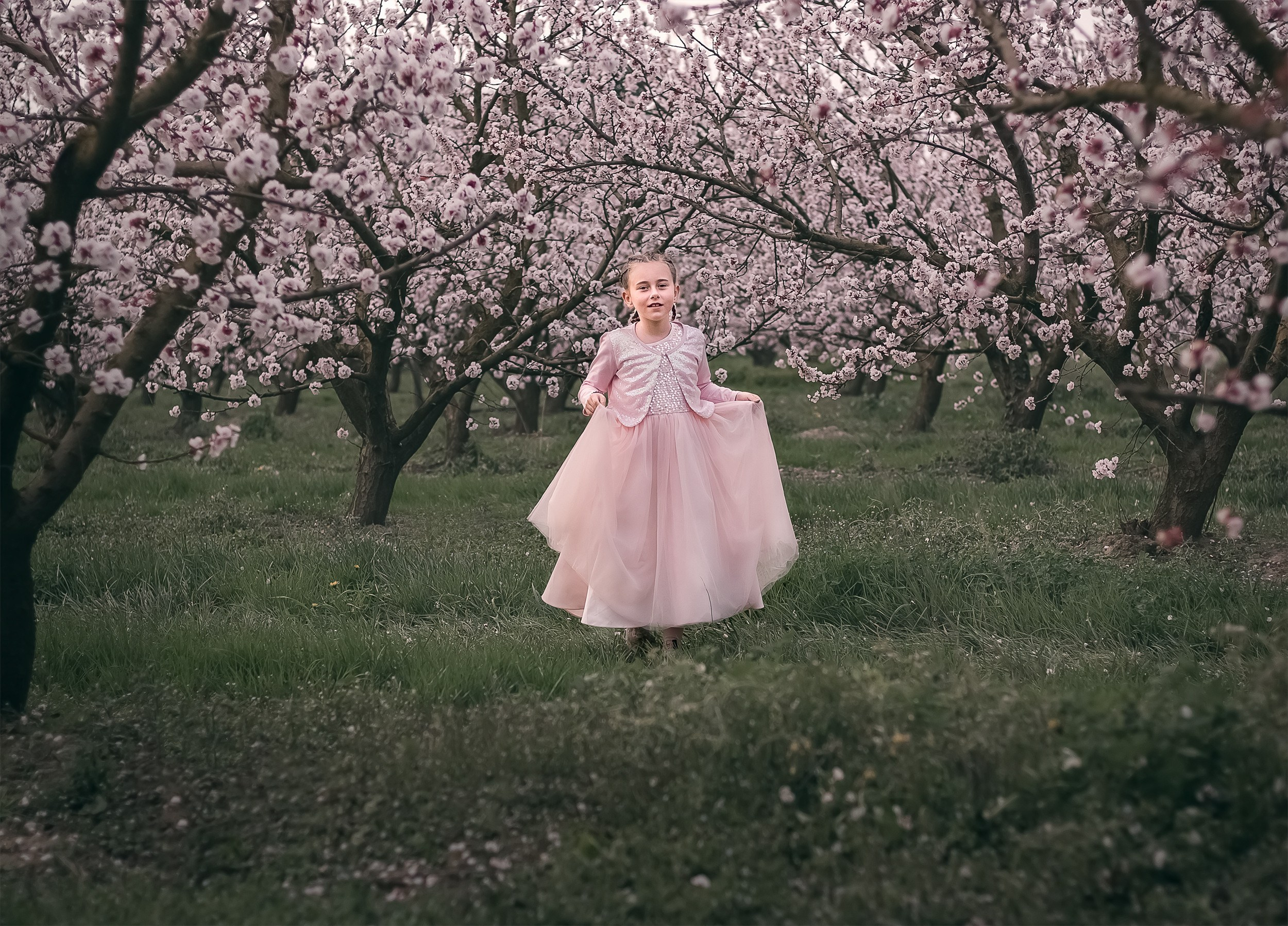 e jeune fille vêtue d'une longue robe rose se promenant parmi des abricotiers en fleurs en Provence, en France.