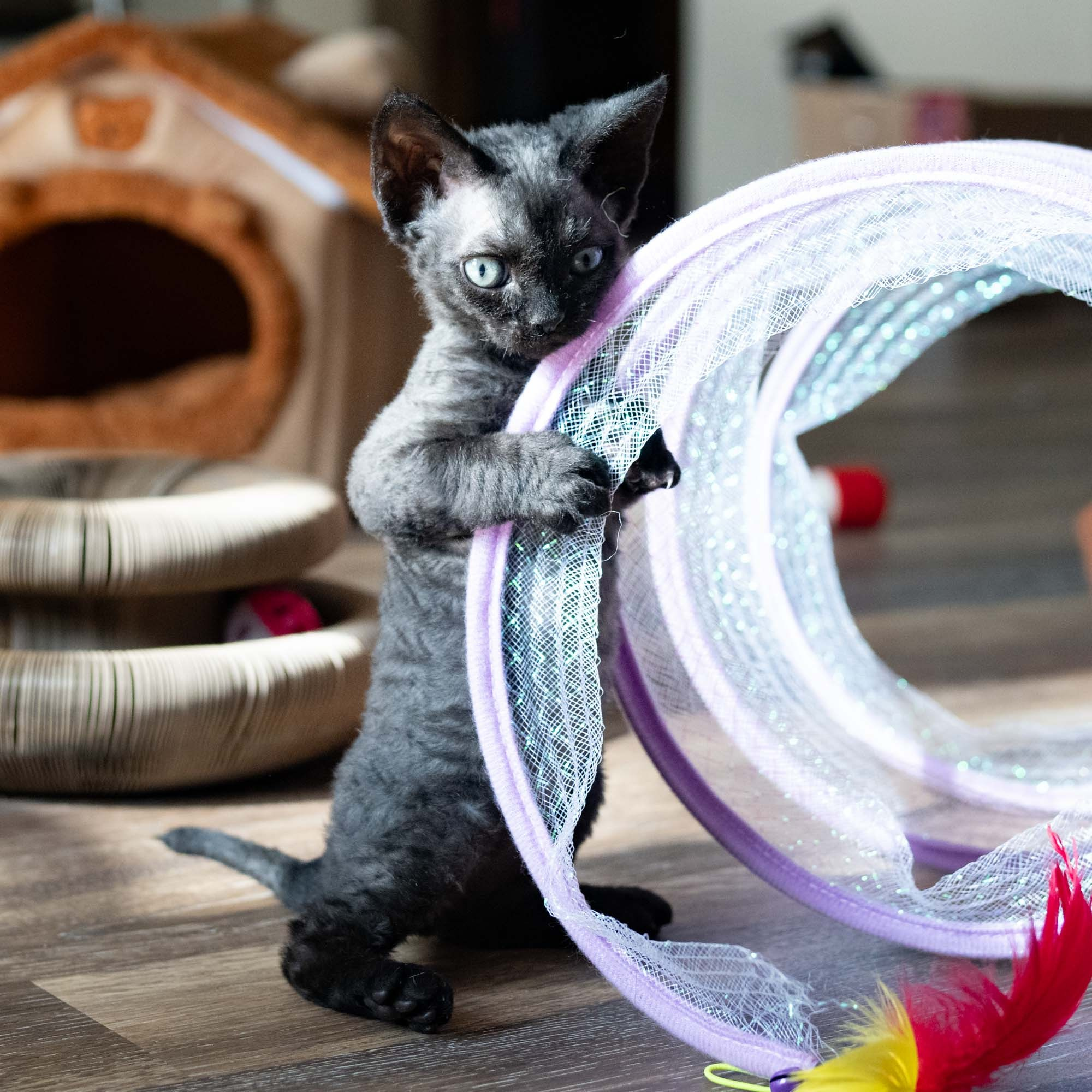 Smoke, boy,  born on  04.11.24, Sold. Devon Rex Pixie Cattery