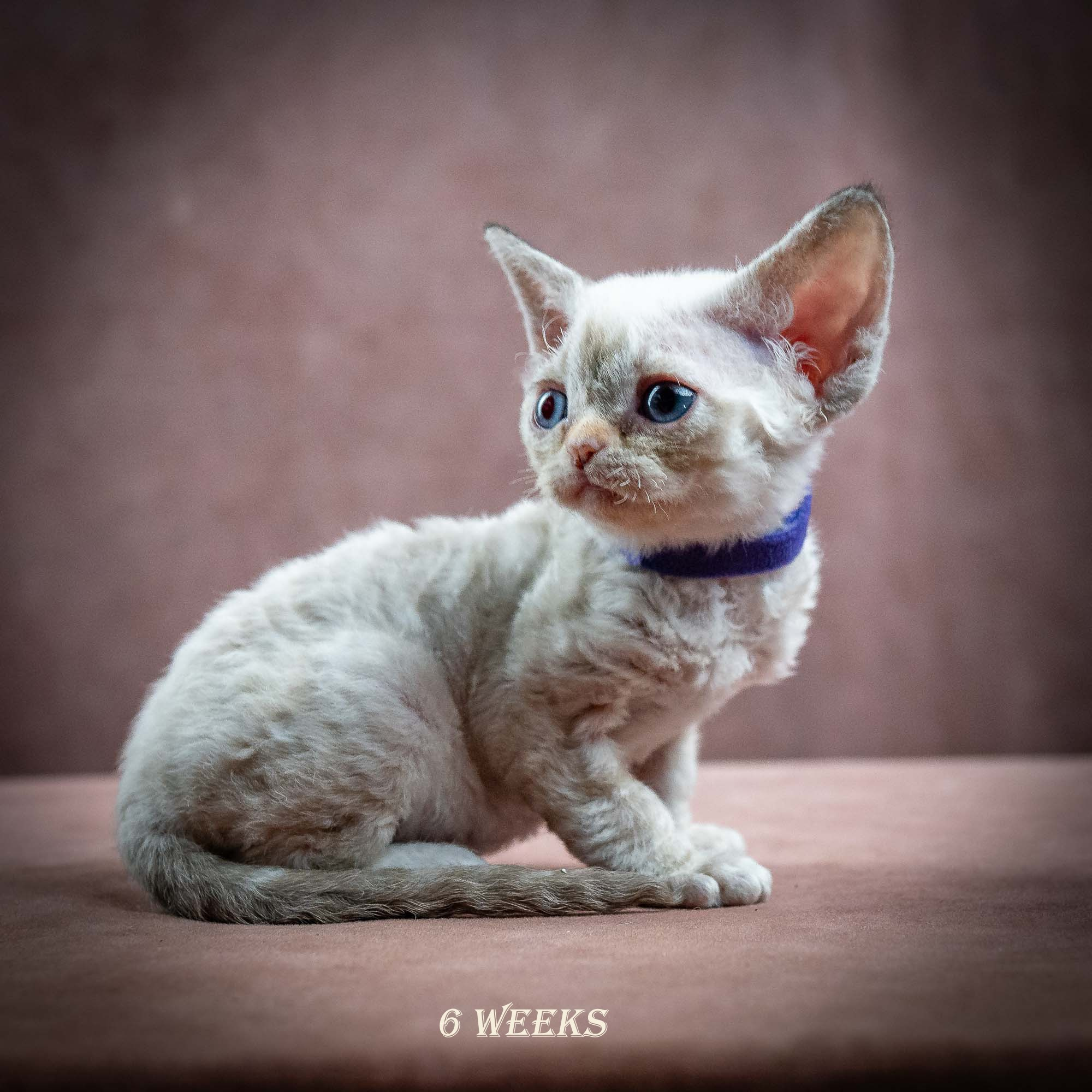 Iris, girl, born 06.01.2025. Devon Rex Pixie Cattery