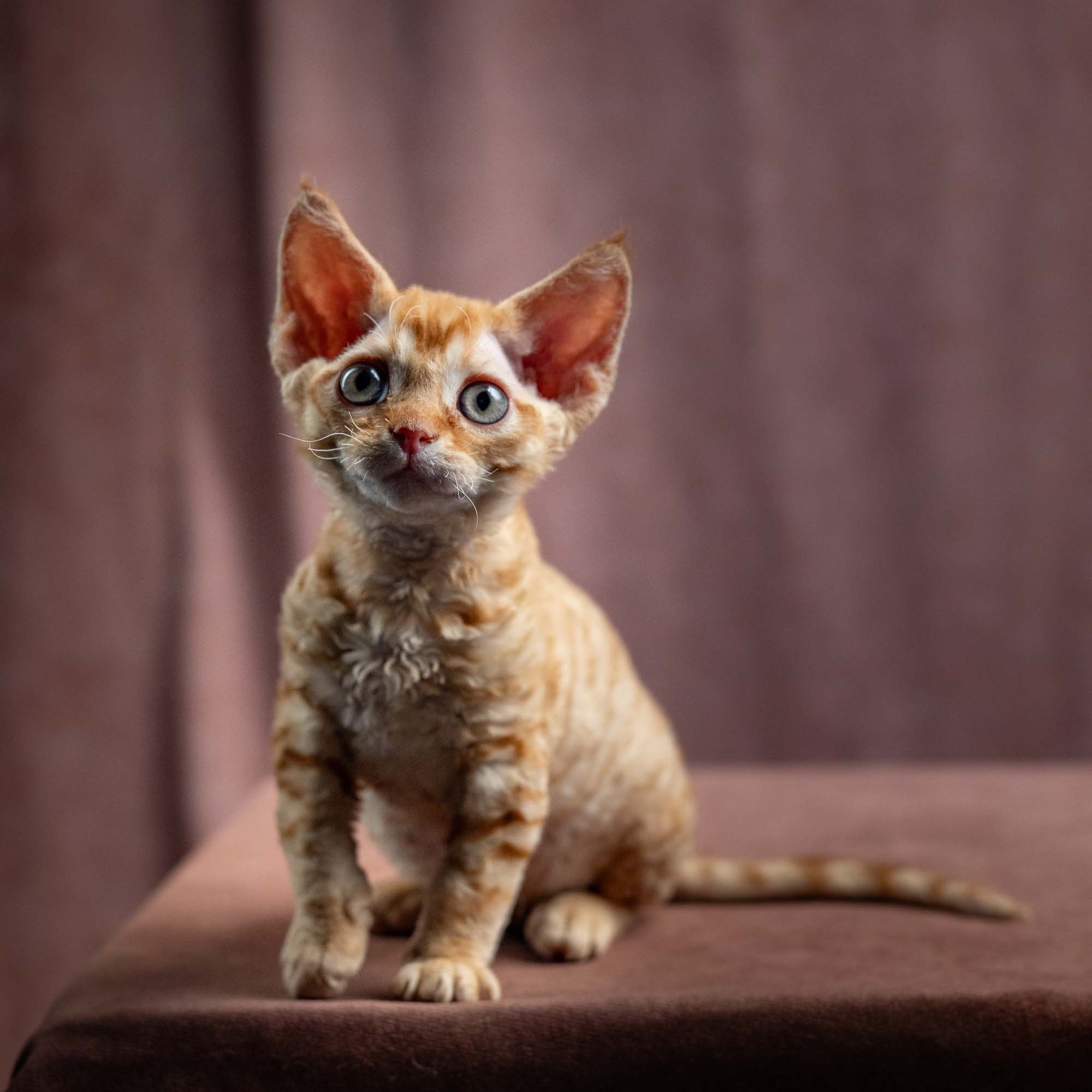 Jackie, boy, born 06.25.2025. Devon Rex Pixie Cattery