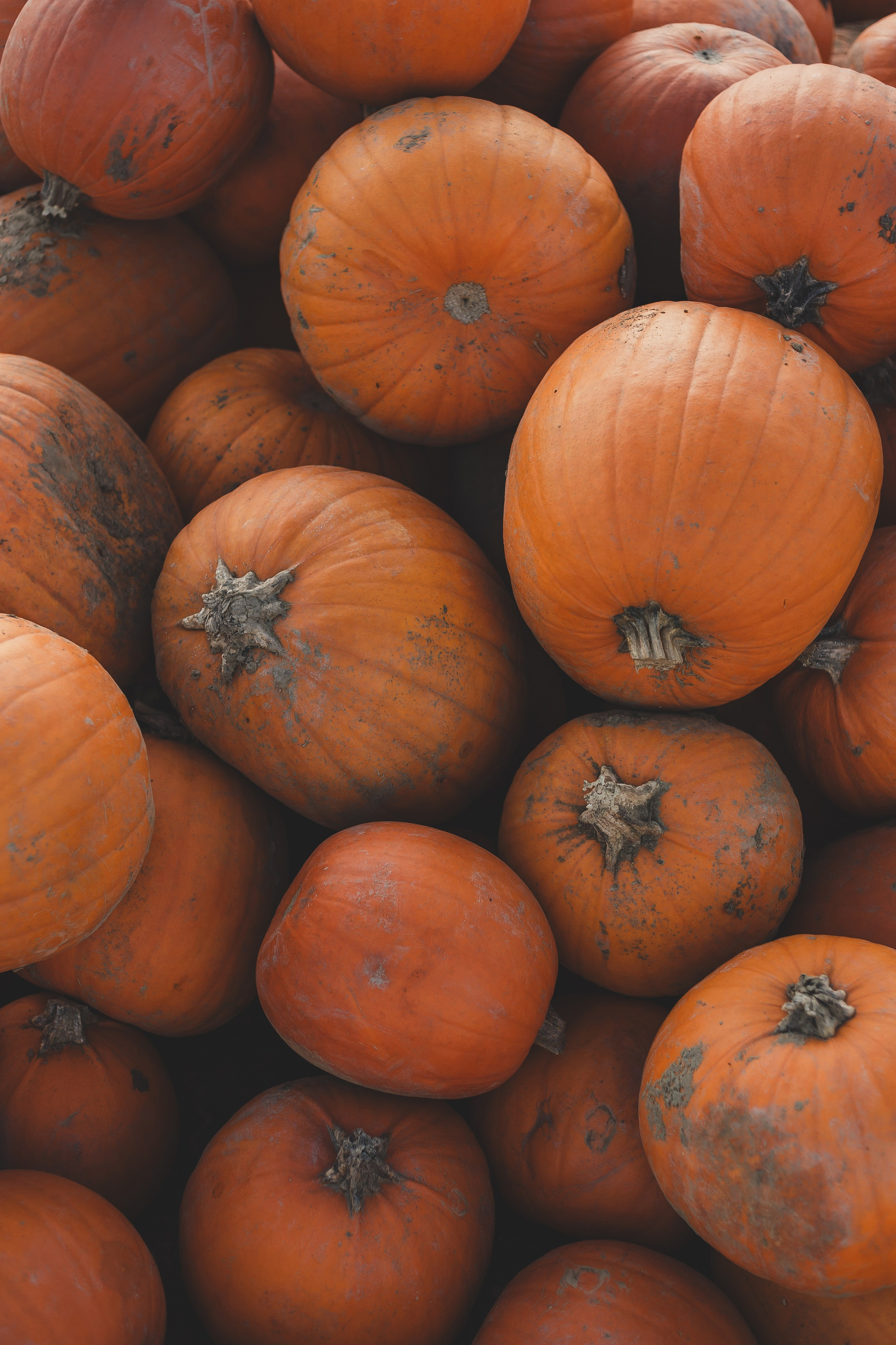 Porträt. Fotografin Larysa Chepurko| Füssen| Garmisch-Partenkirchen| Weilheim| Schongau| Murnau| München | Hochzeitsfotograf Füssen | Larysa Photo