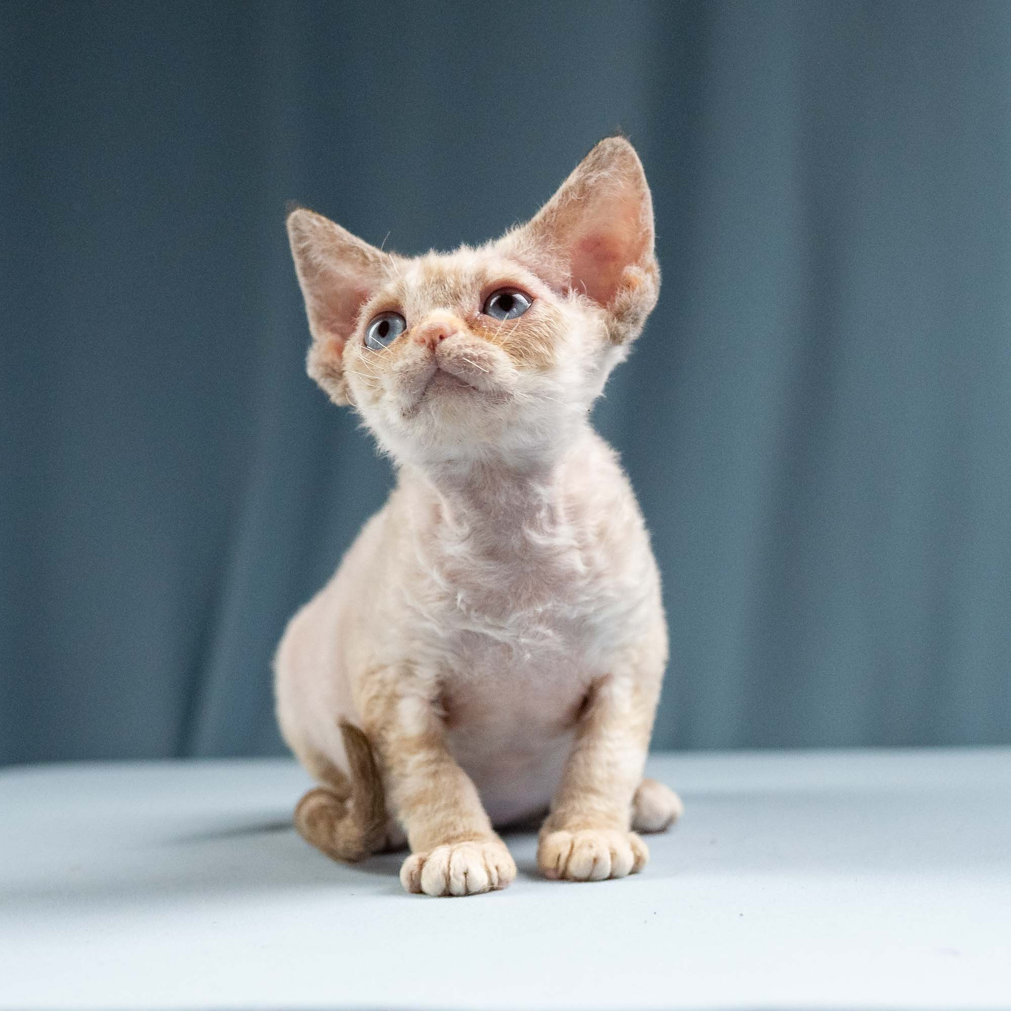 Iris, girl, born 06.01.2025. Devon Rex Pixie Cattery