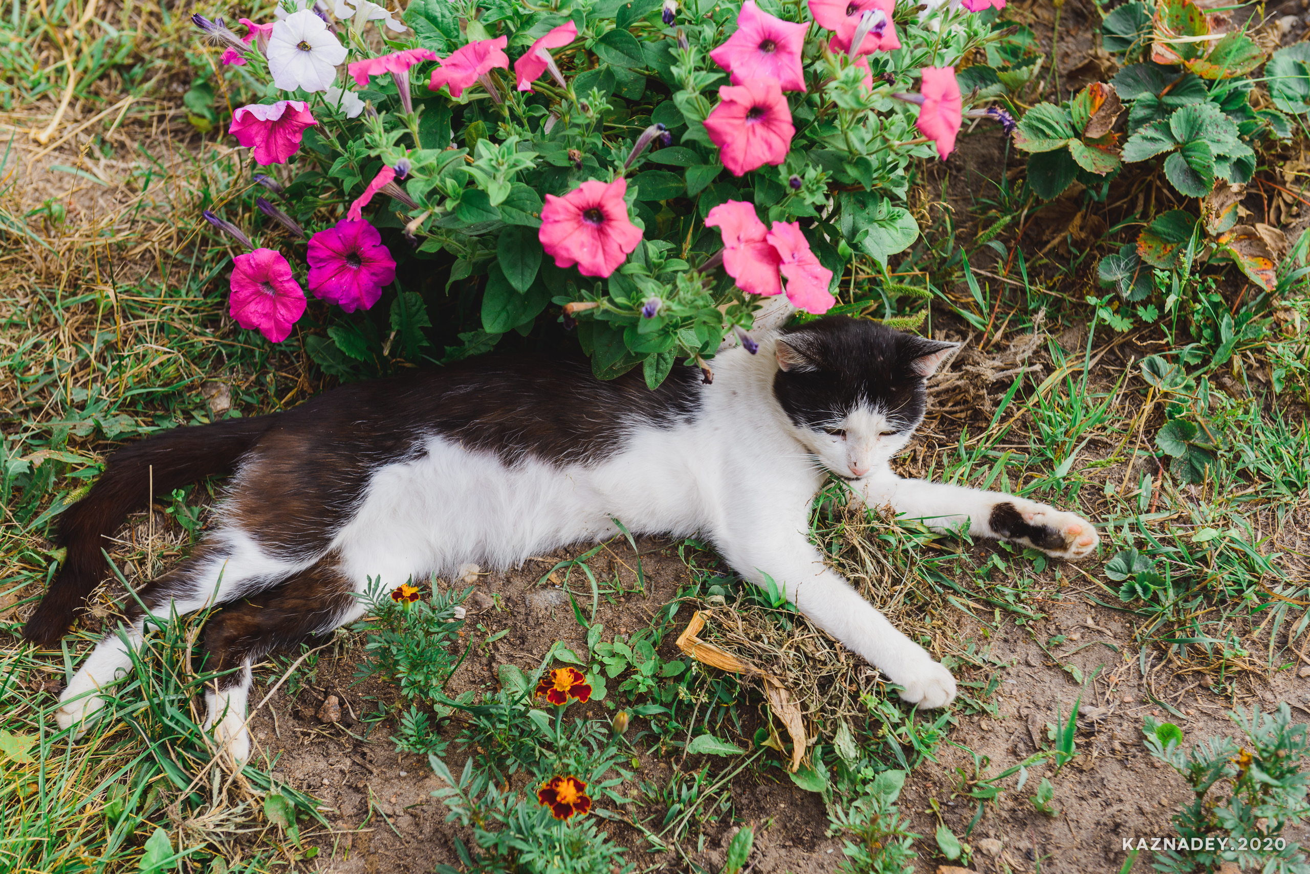 Дорога тишины, Алексей Казнадей, kaznadey