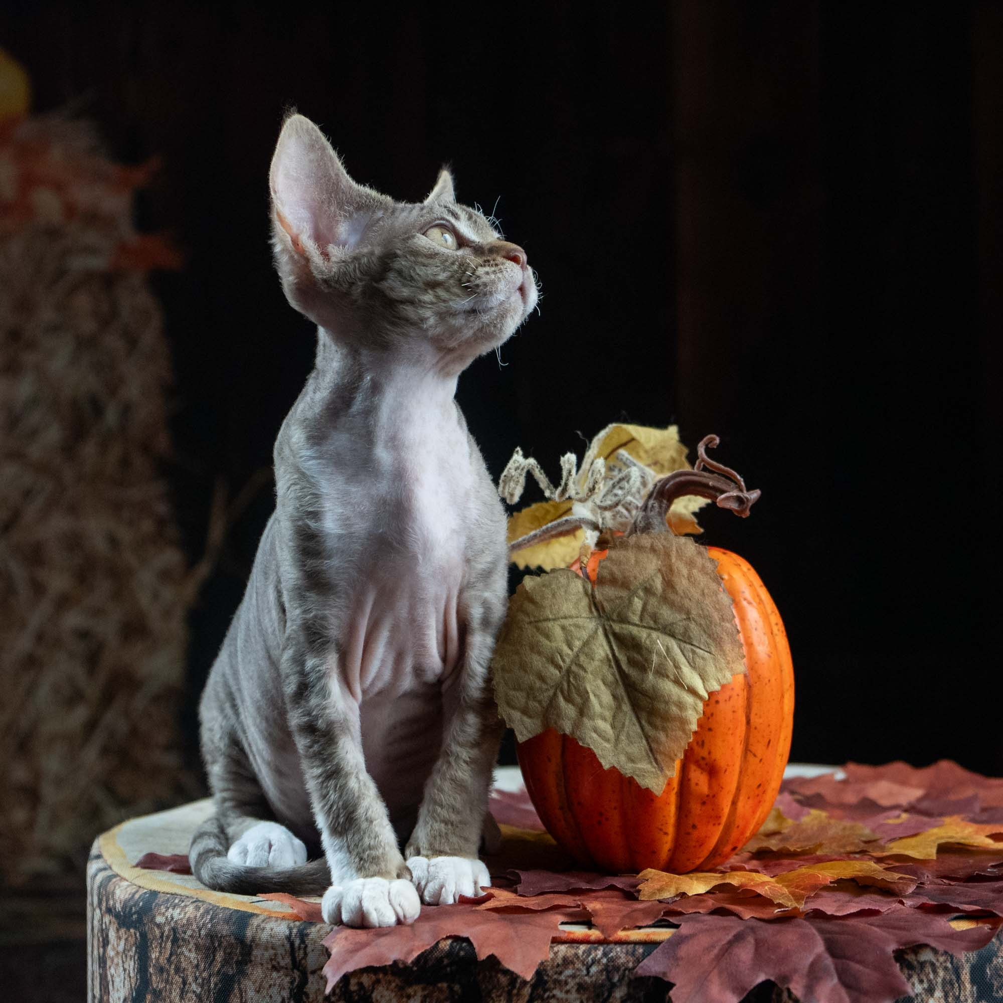 Elvis, boy, born on 06.09.24 SOLD. Devon Rex Pixie Cattery