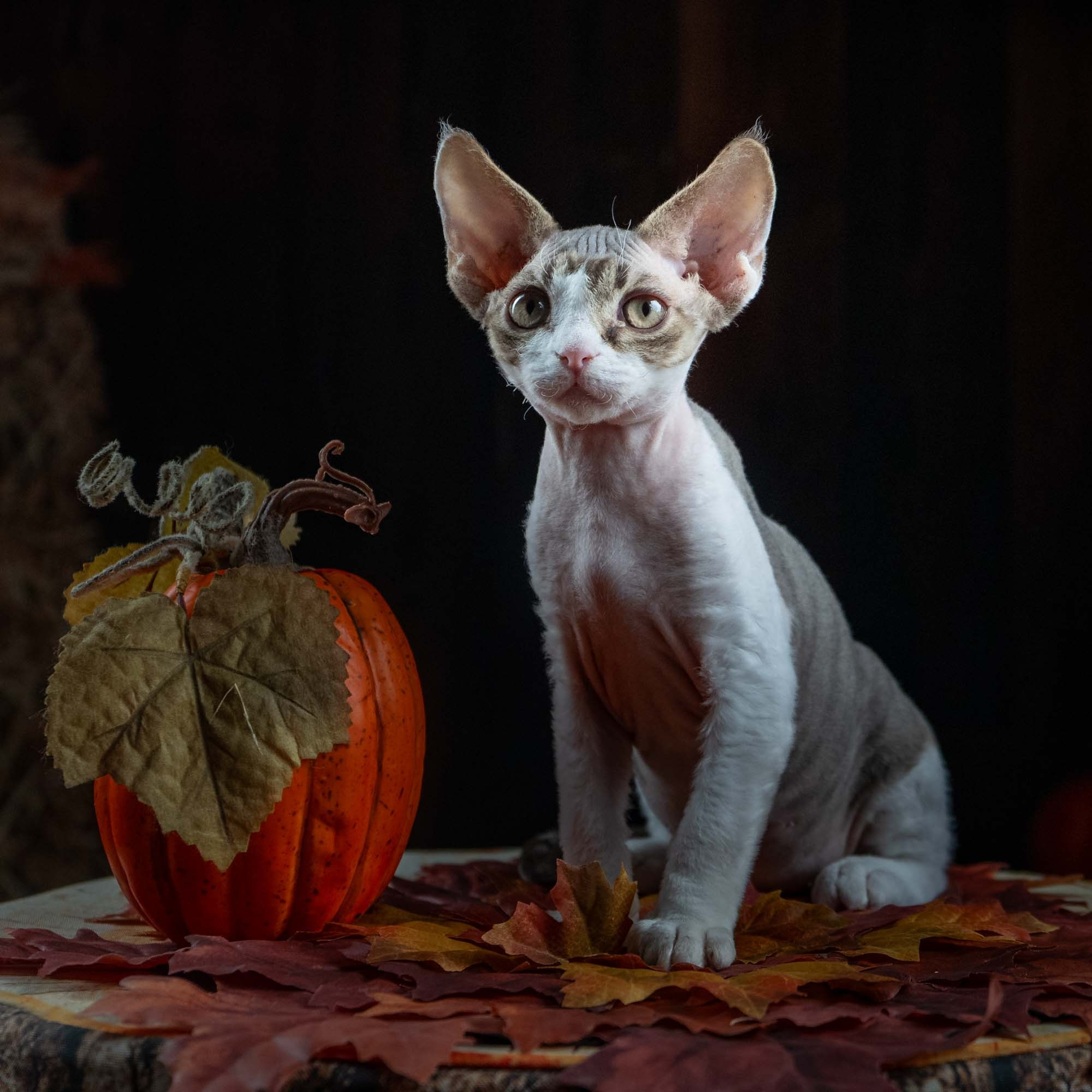 Eddie, boy, born on 06.09.24 Sold. Devon Rex Pixie Cattery