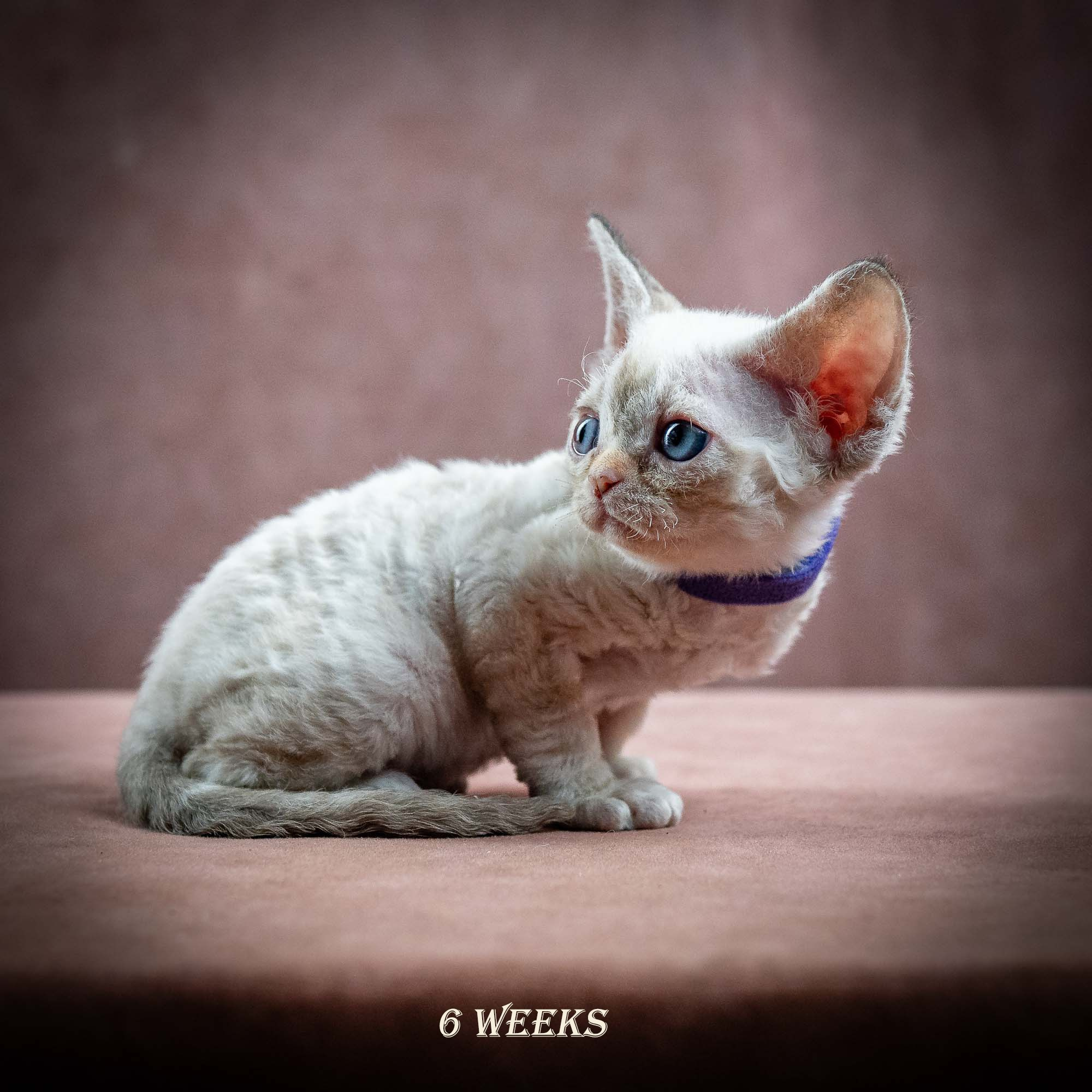 Iris, girl, born 06.01.2025. Devon Rex Pixie Cattery