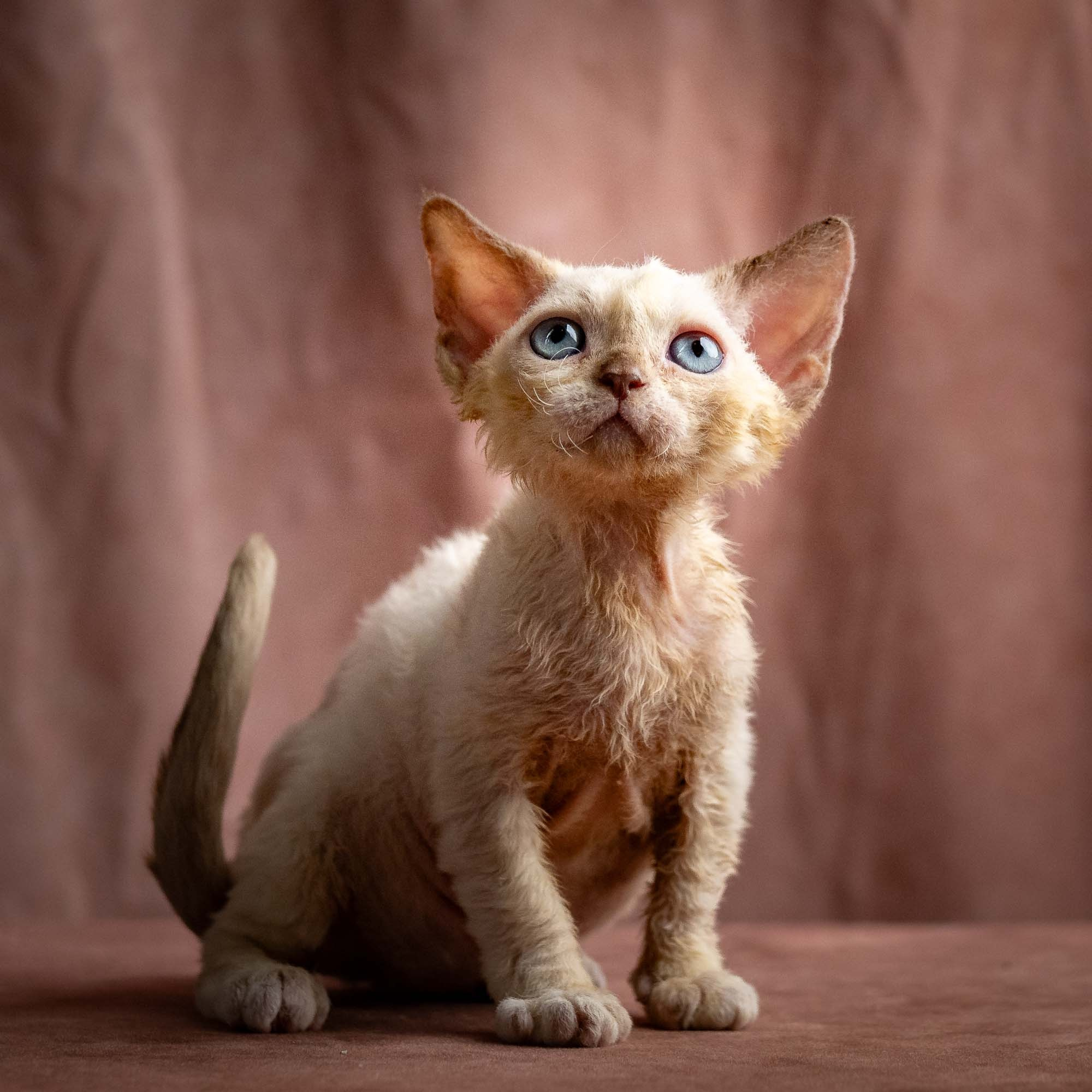 Rosalie, girl, born 05.08.26. Devon Rex Pixie Cattery